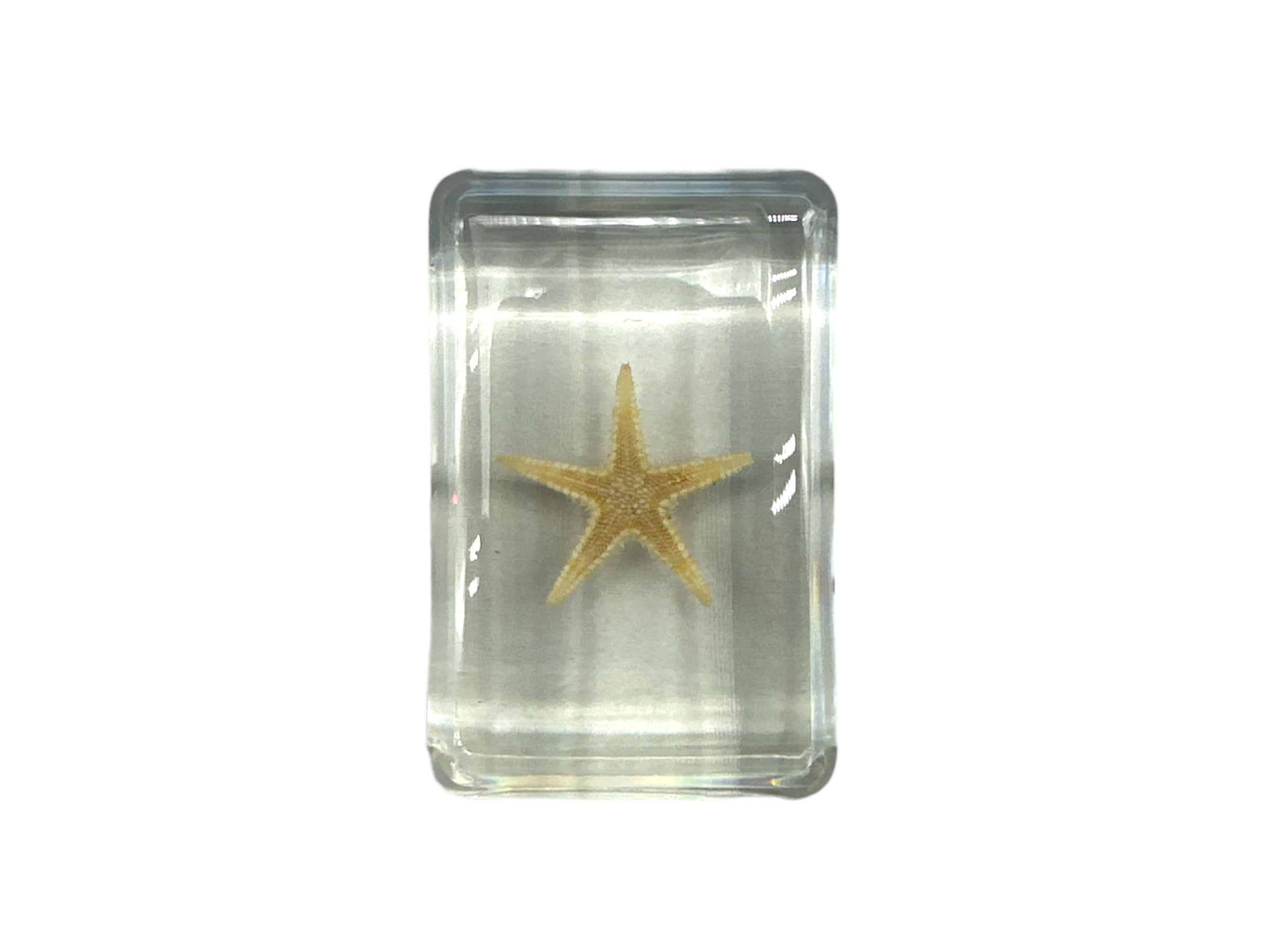 Starfish - Specimen In Resin