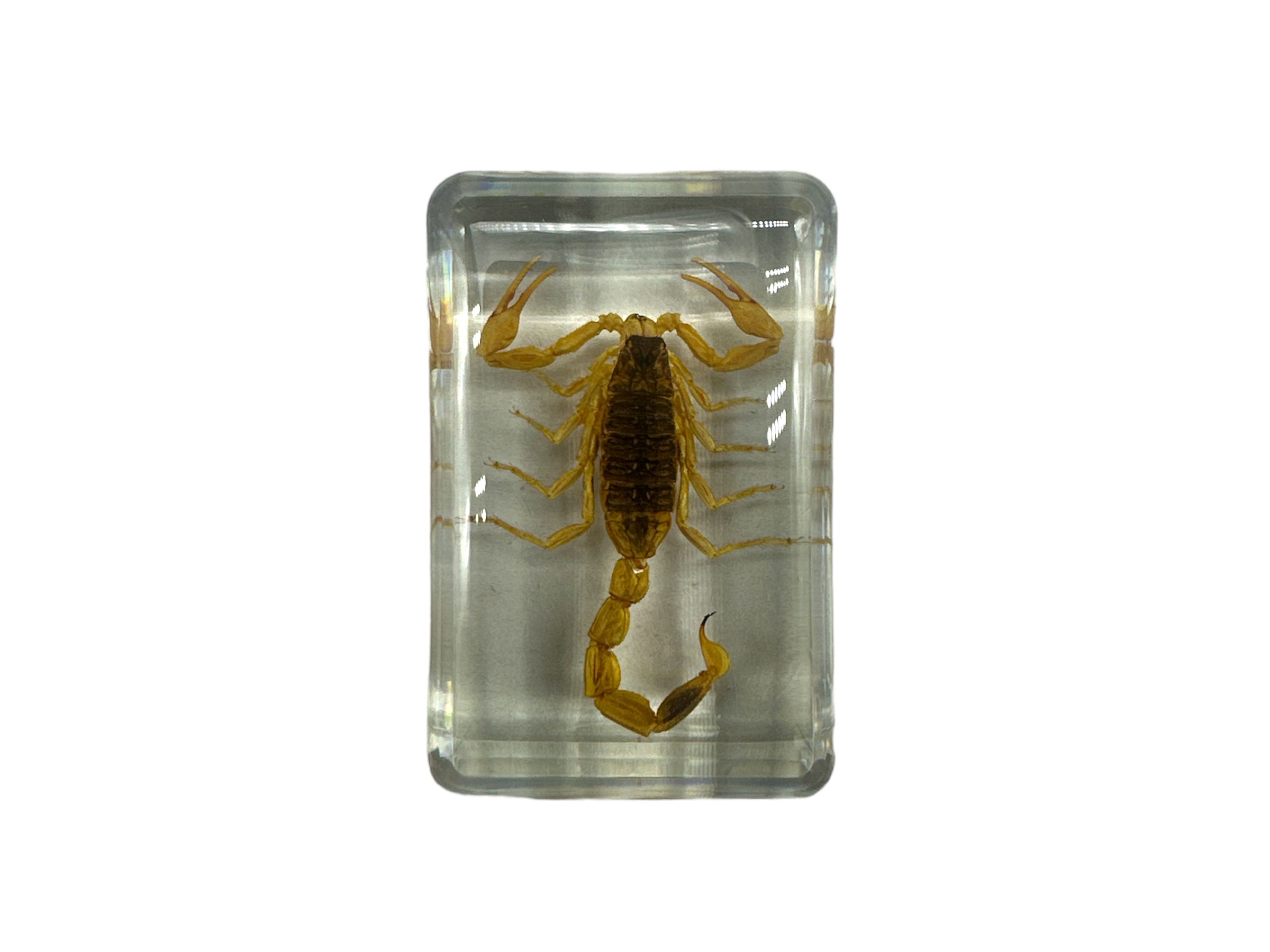 Golden Scorpion - Specimen In Resin