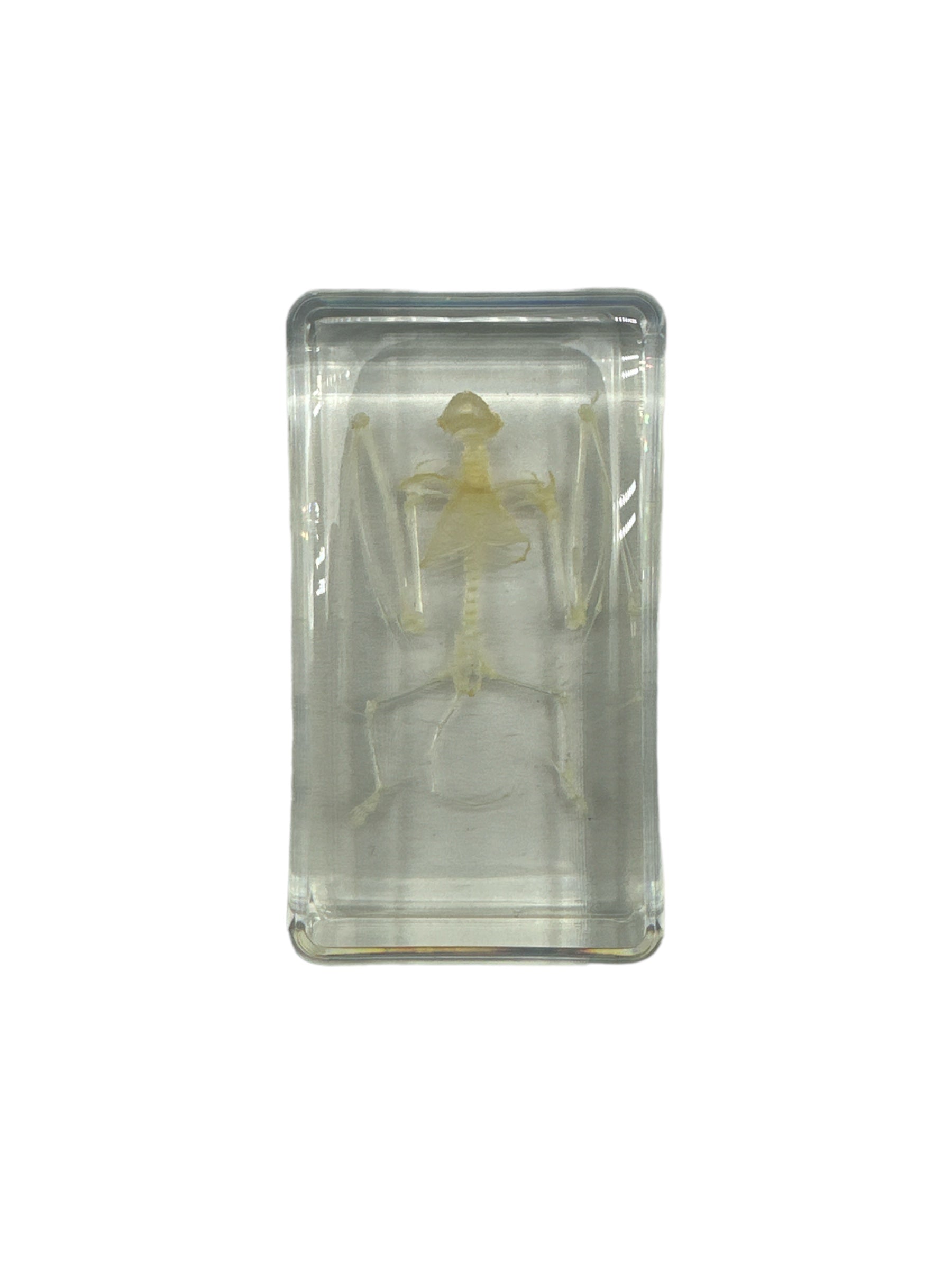 Bat Skeleton - Specimen In Resin