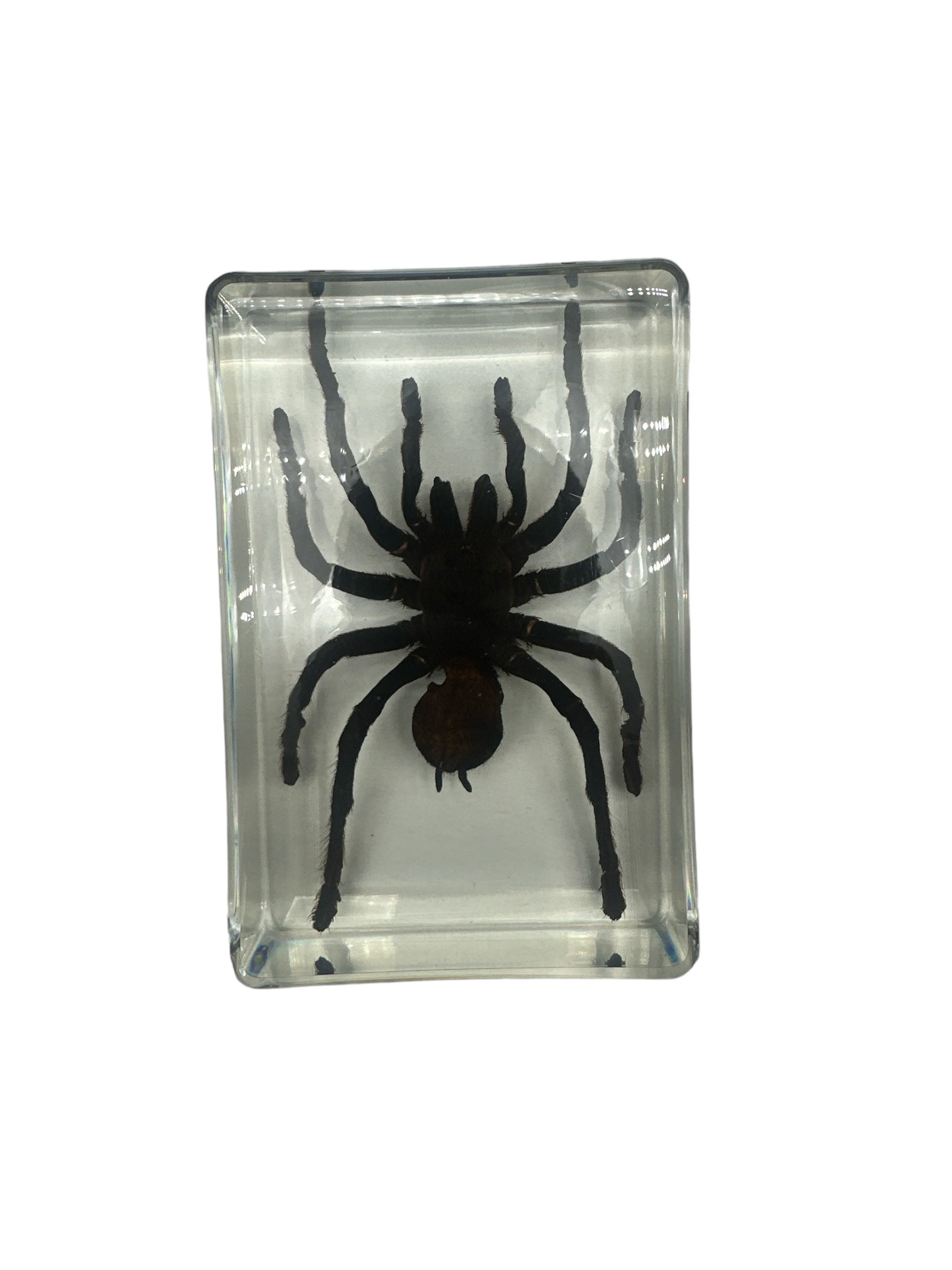 Male Tarantula - Specimen In Resin