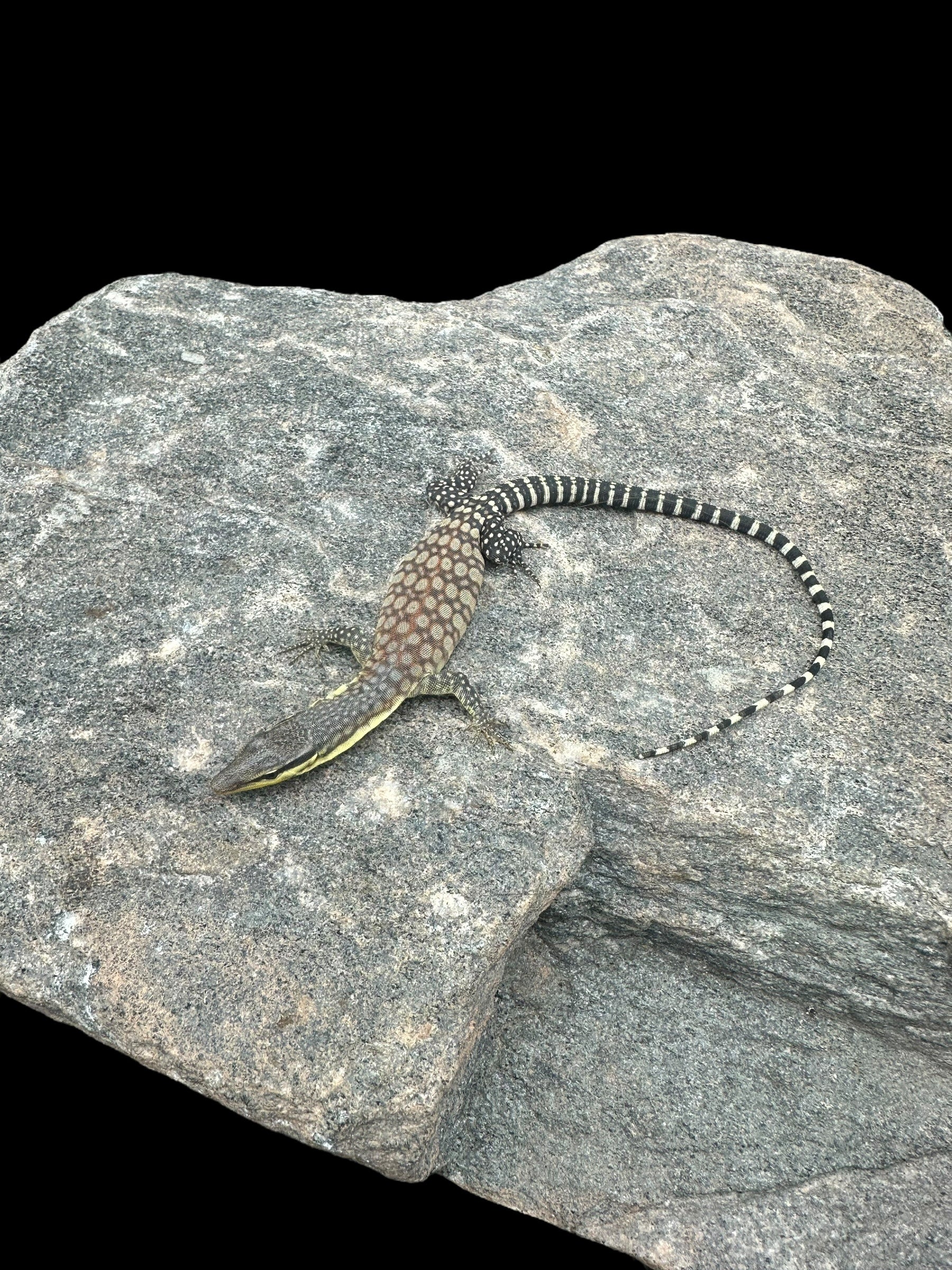 Moniteur des roches du Kimberley (Varanus glauerti)