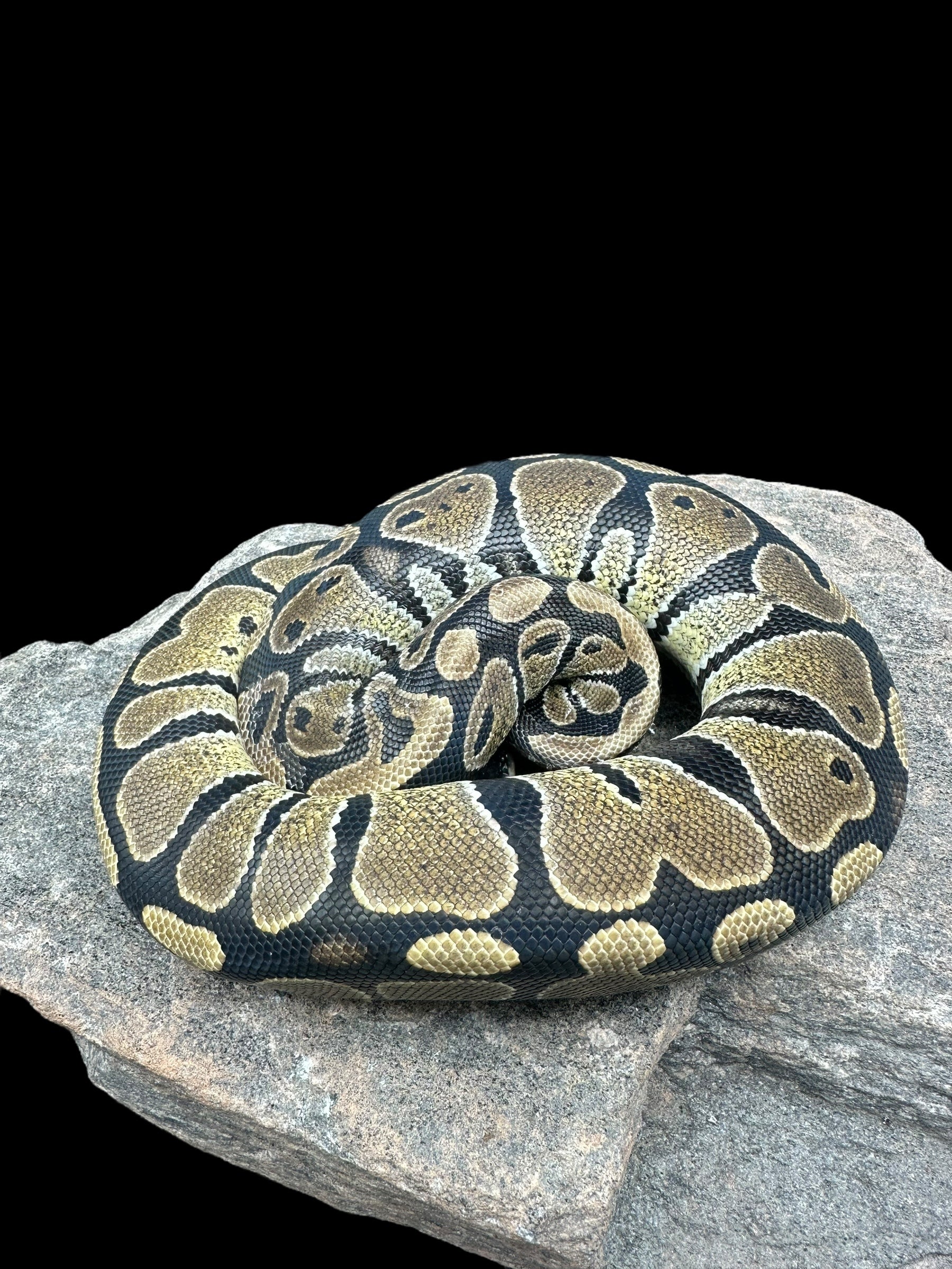 Ball Python (Het MJ Axanthic)