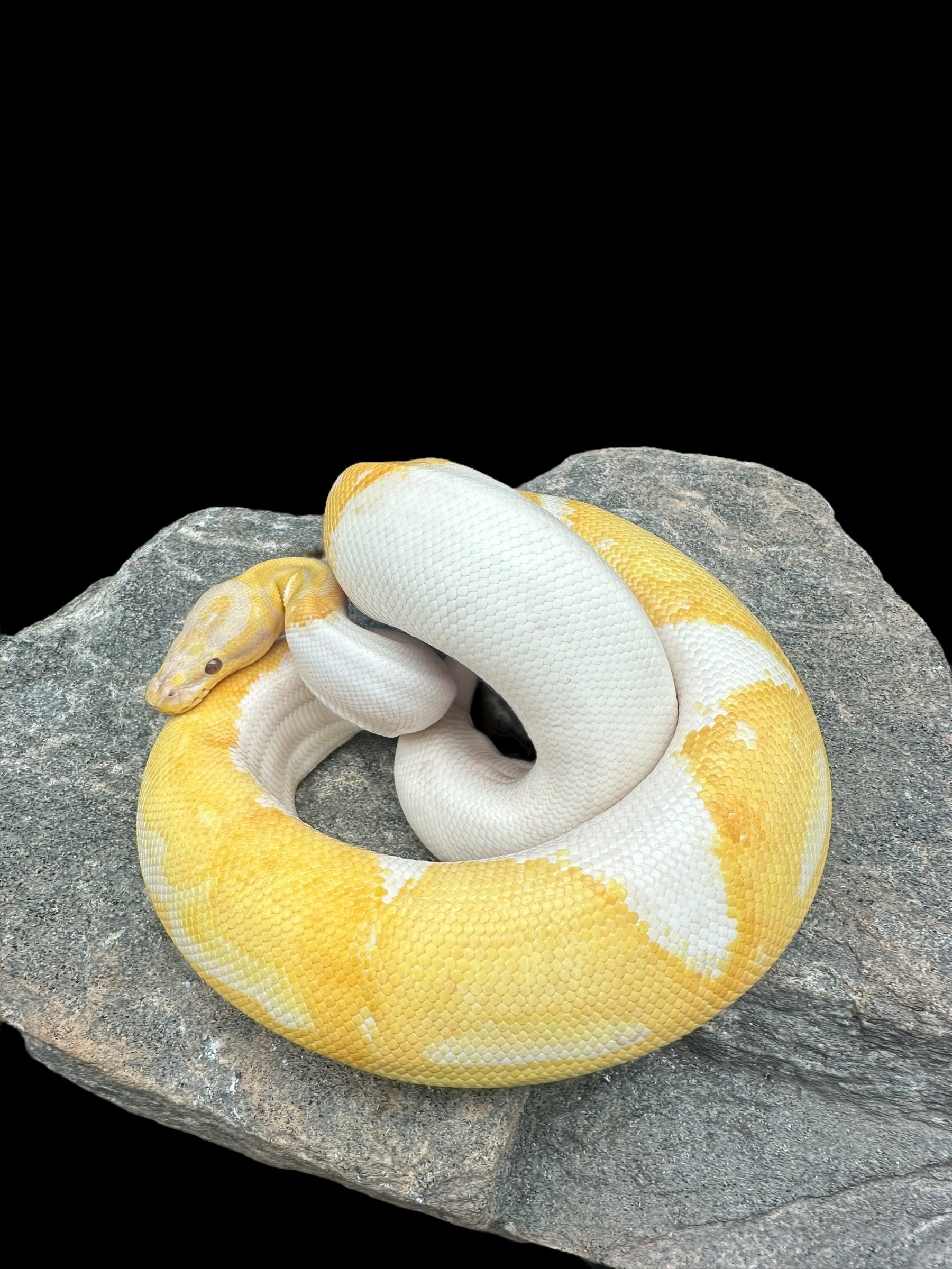 Python royal (Dreamsicle)