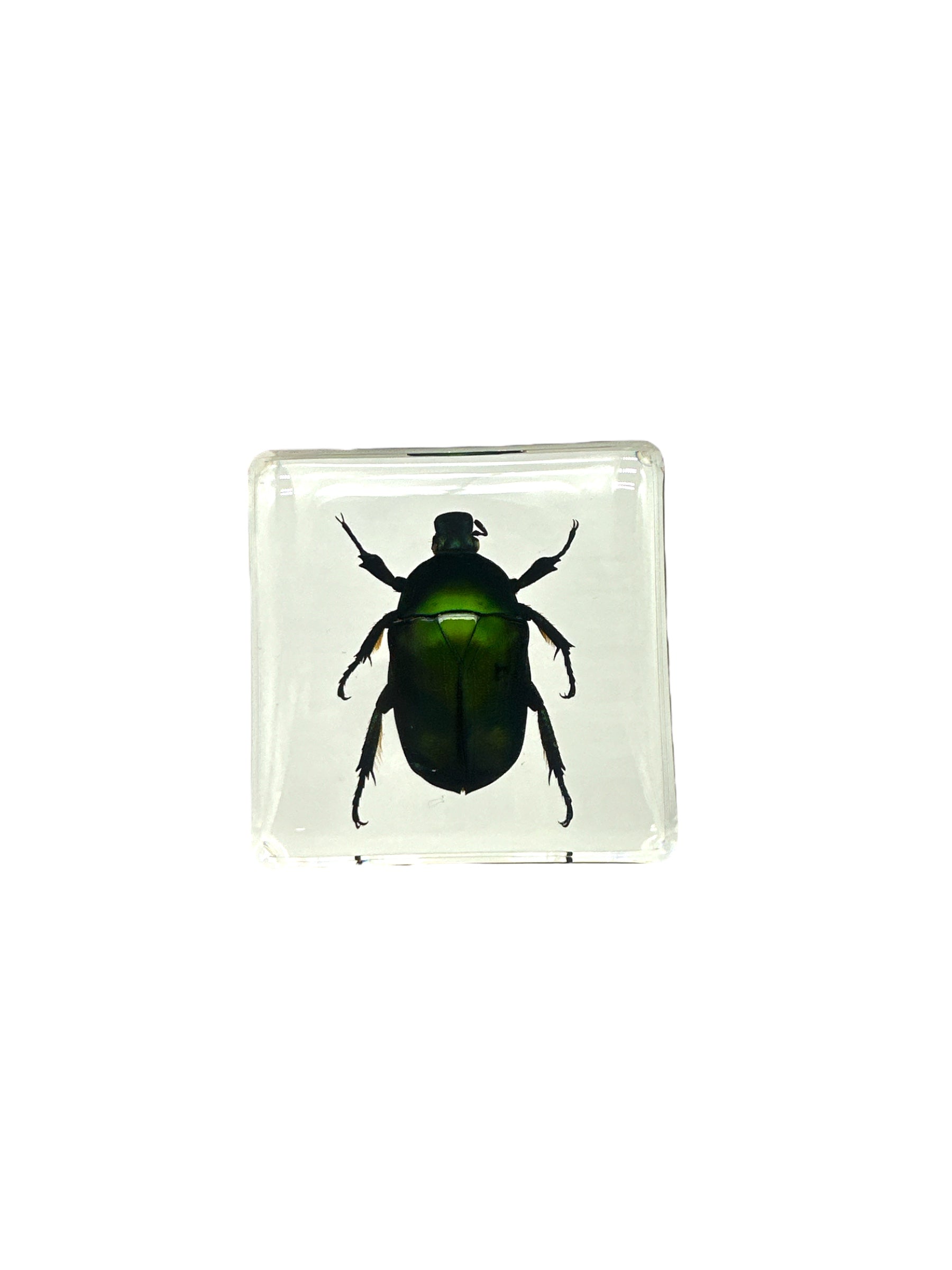 Green Rose Chafer Beetle - Specimen In Resin