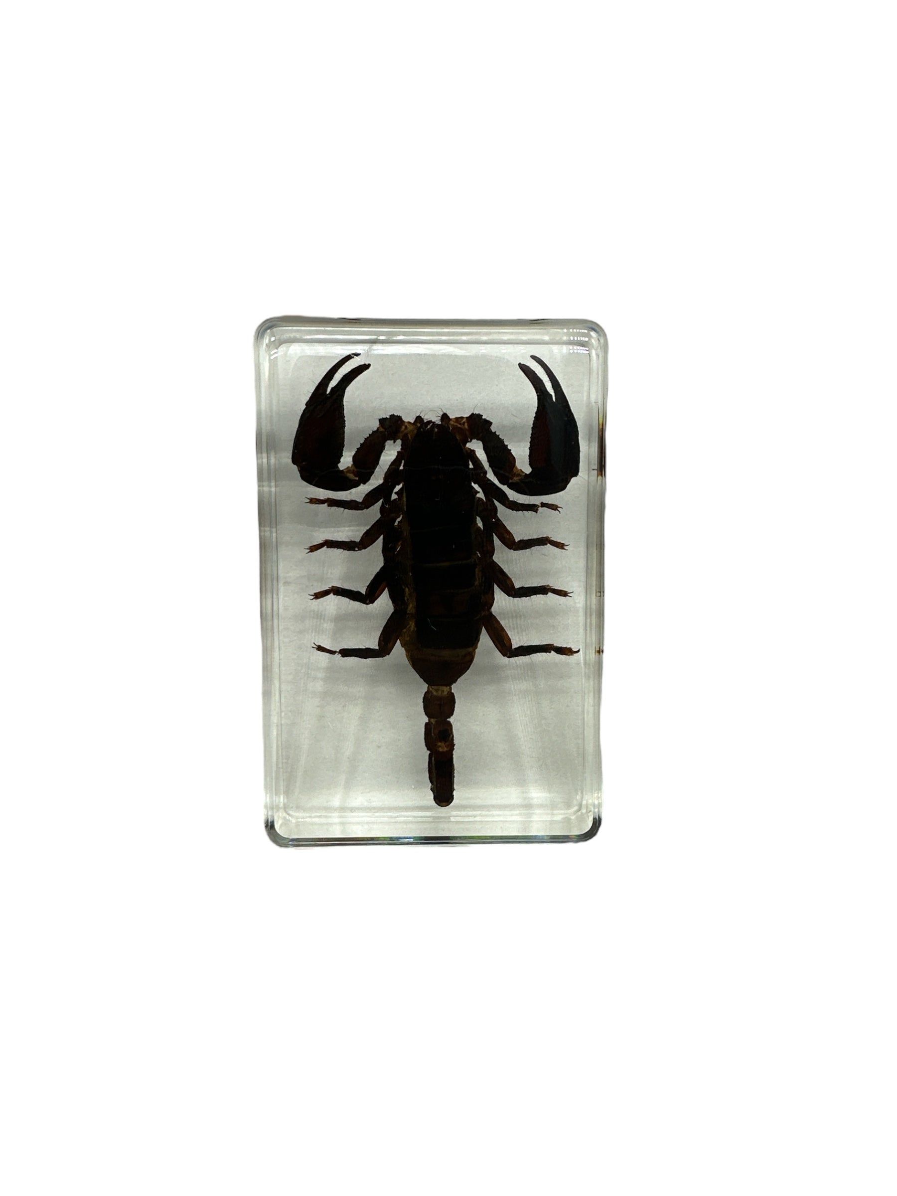 Black Scorpion - Specimen In Resin