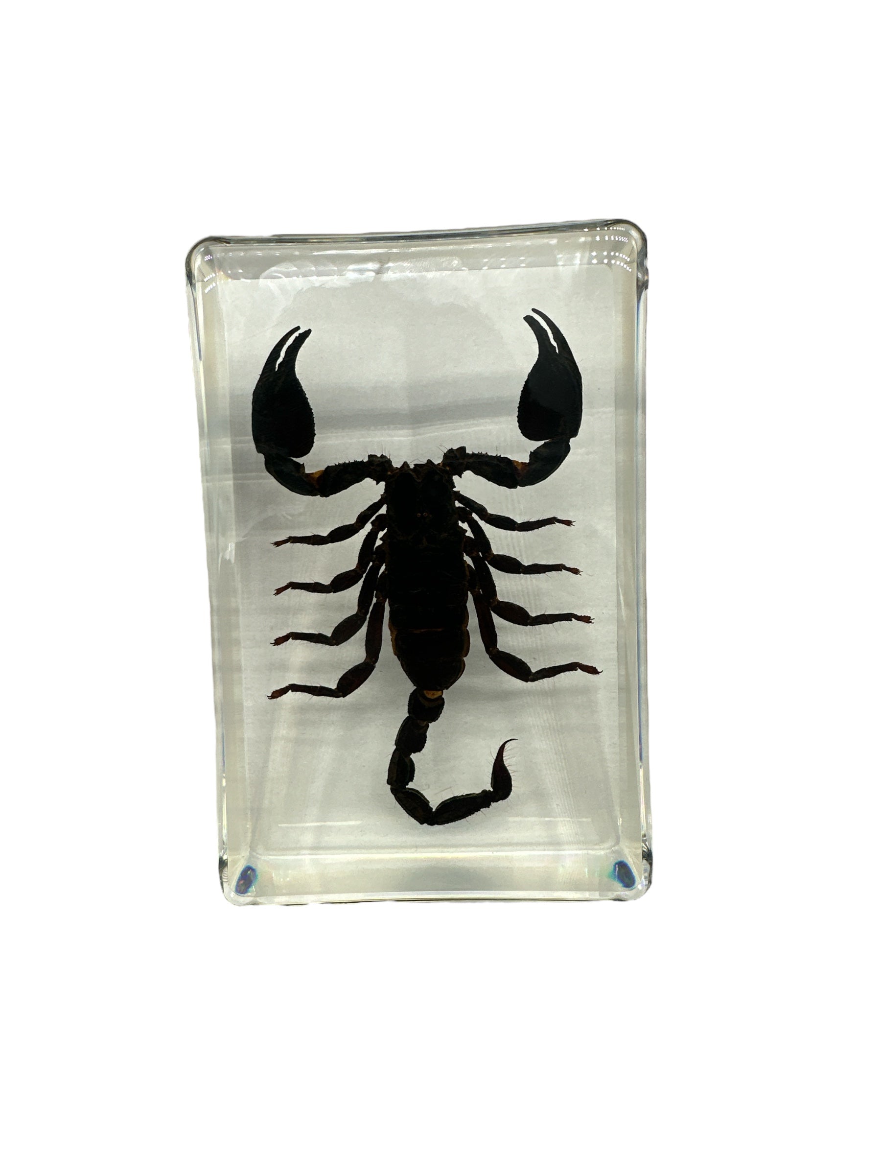 Black Scorpion - Specimen In Resin