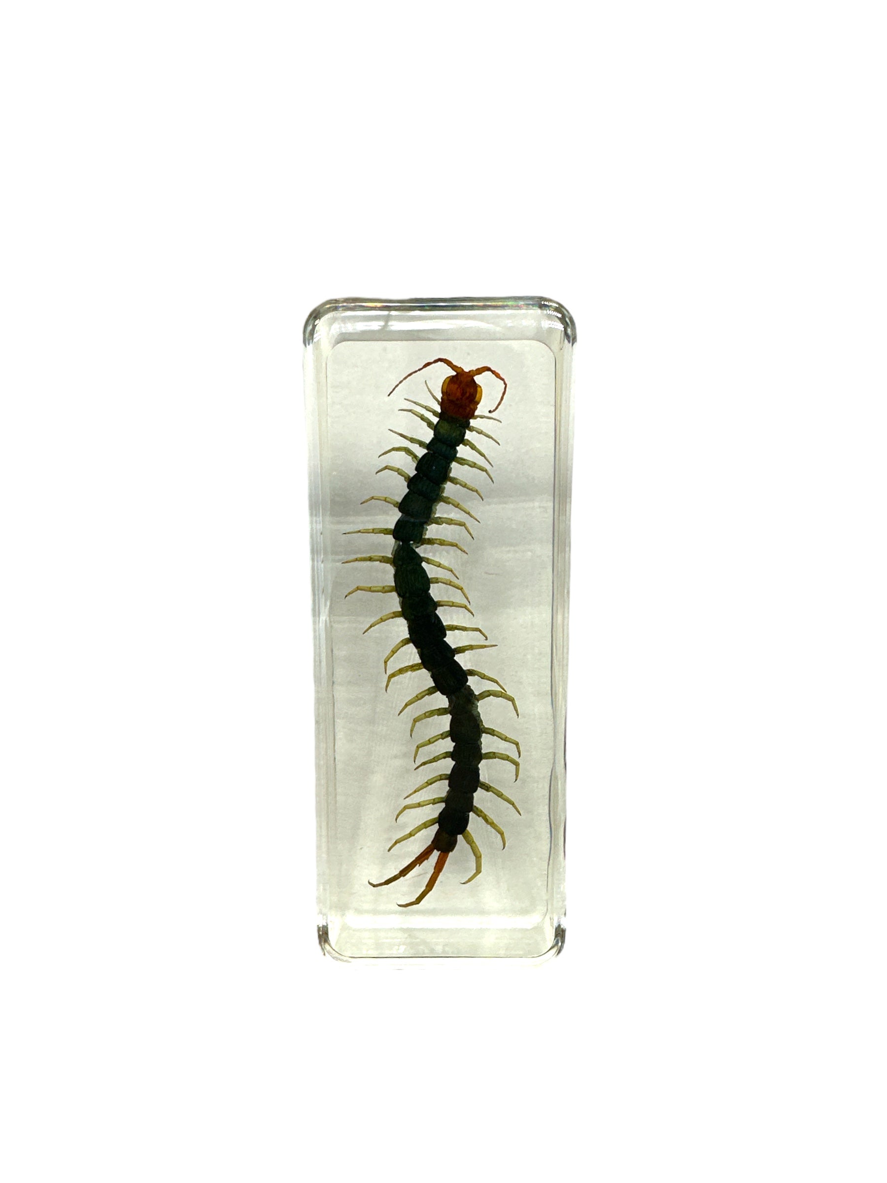 Centipede - Specimen In Resin