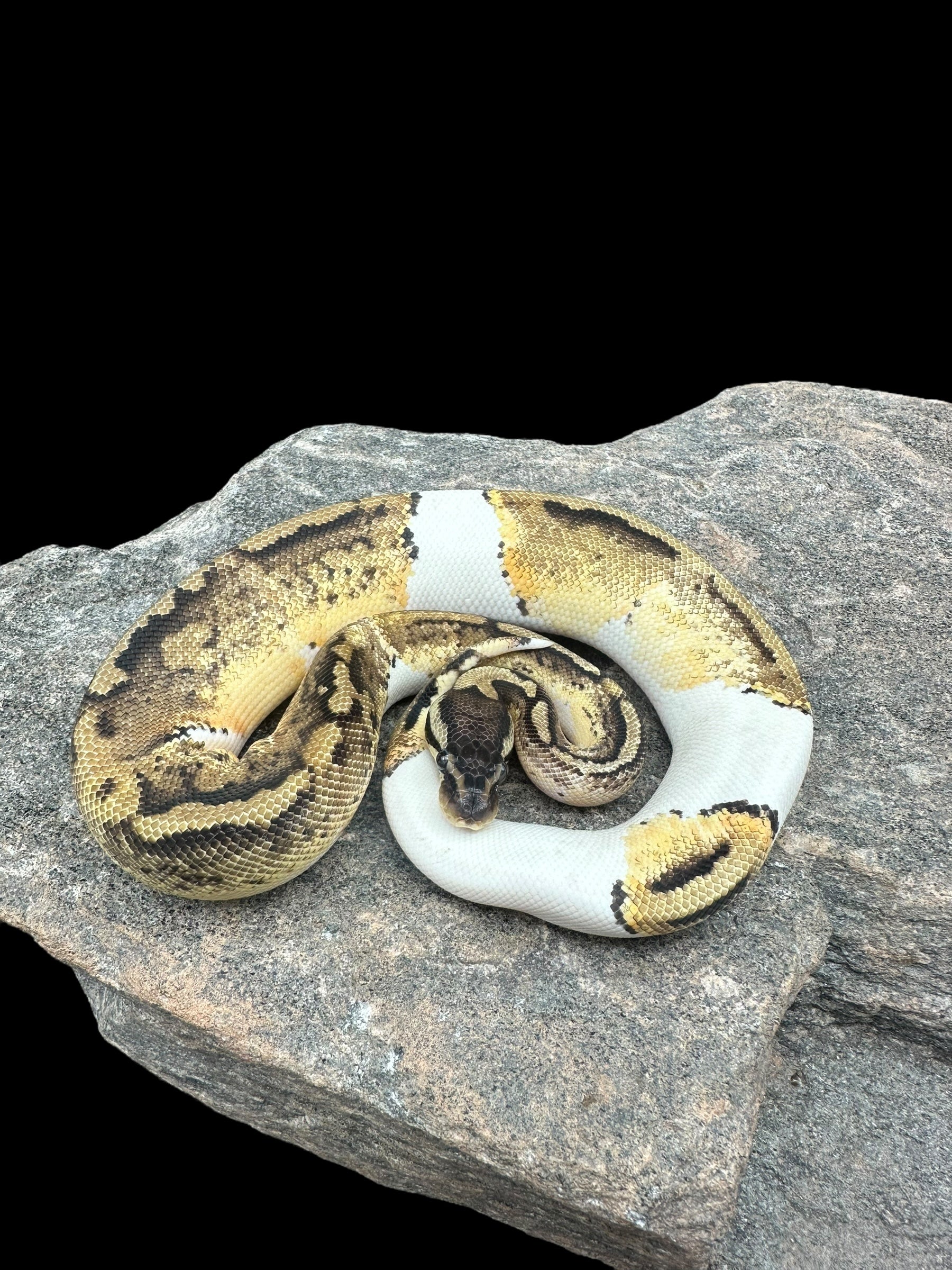 Python royal (Pastel Pied)