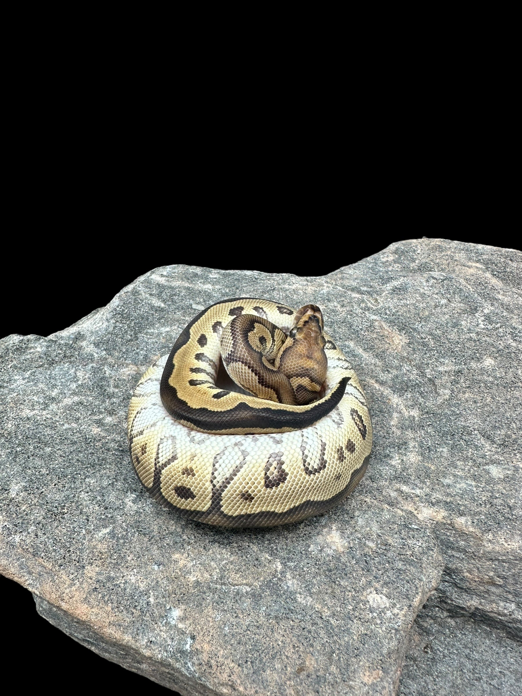 Ball Python (Yellowbelly Clown Het Hypo)