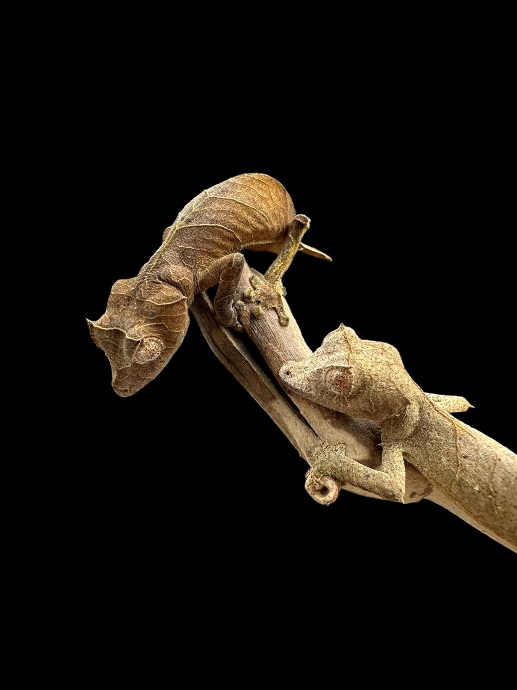 Spearpoint Leaf-tailed Gecko (Uroplatus ebenaui)