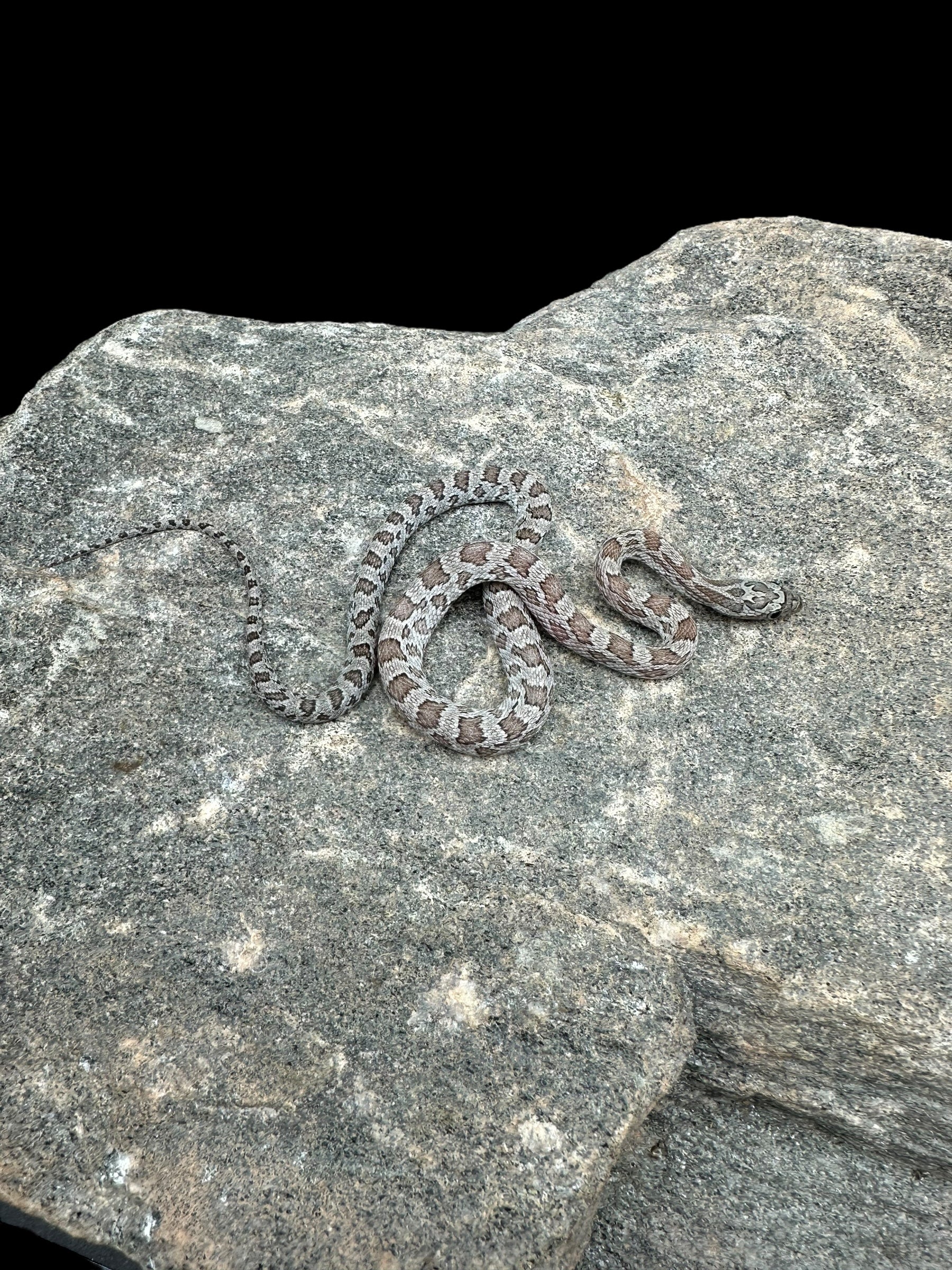 Serpent des blés (cendre)