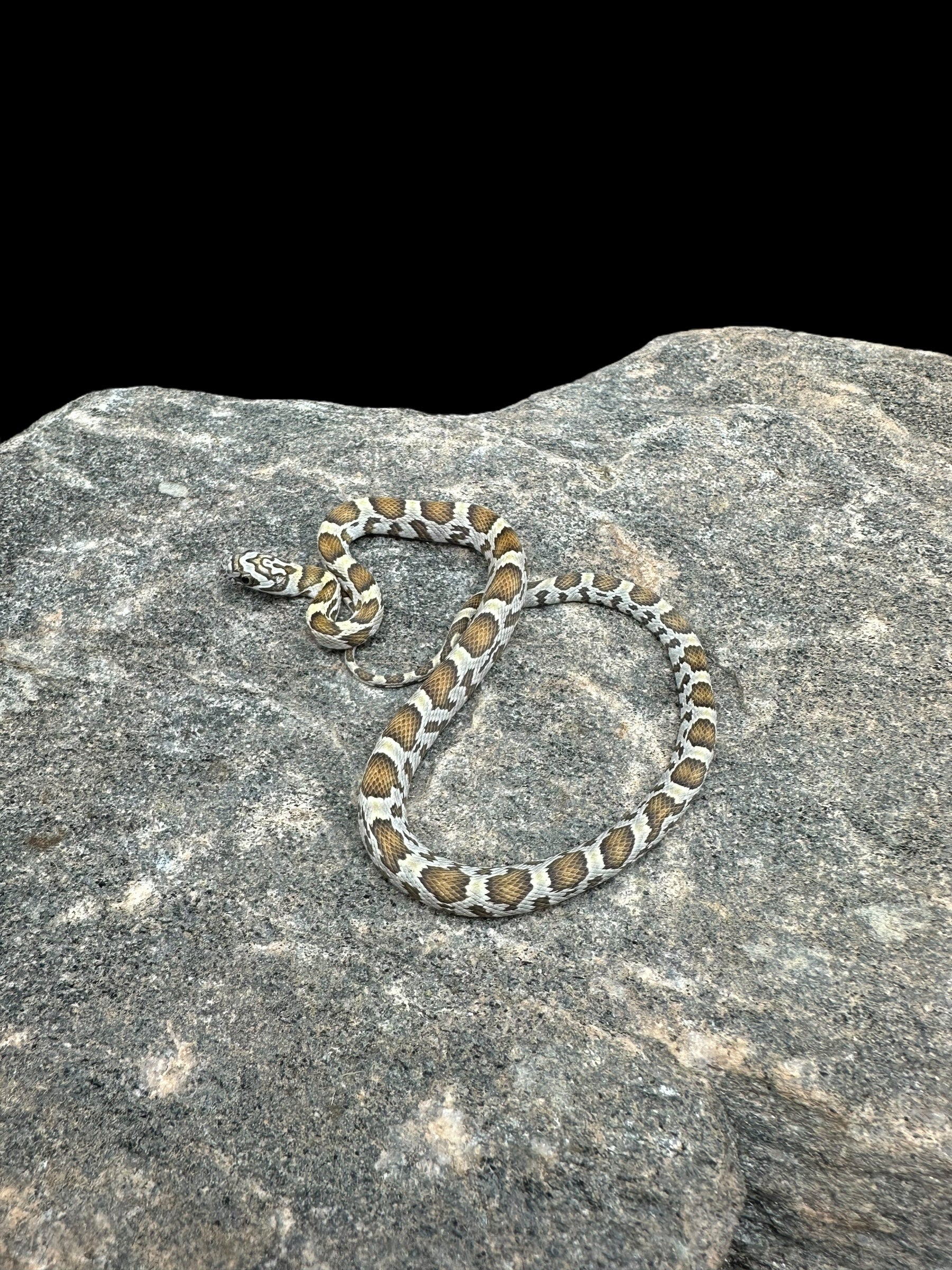 Serpent des blés (miel)