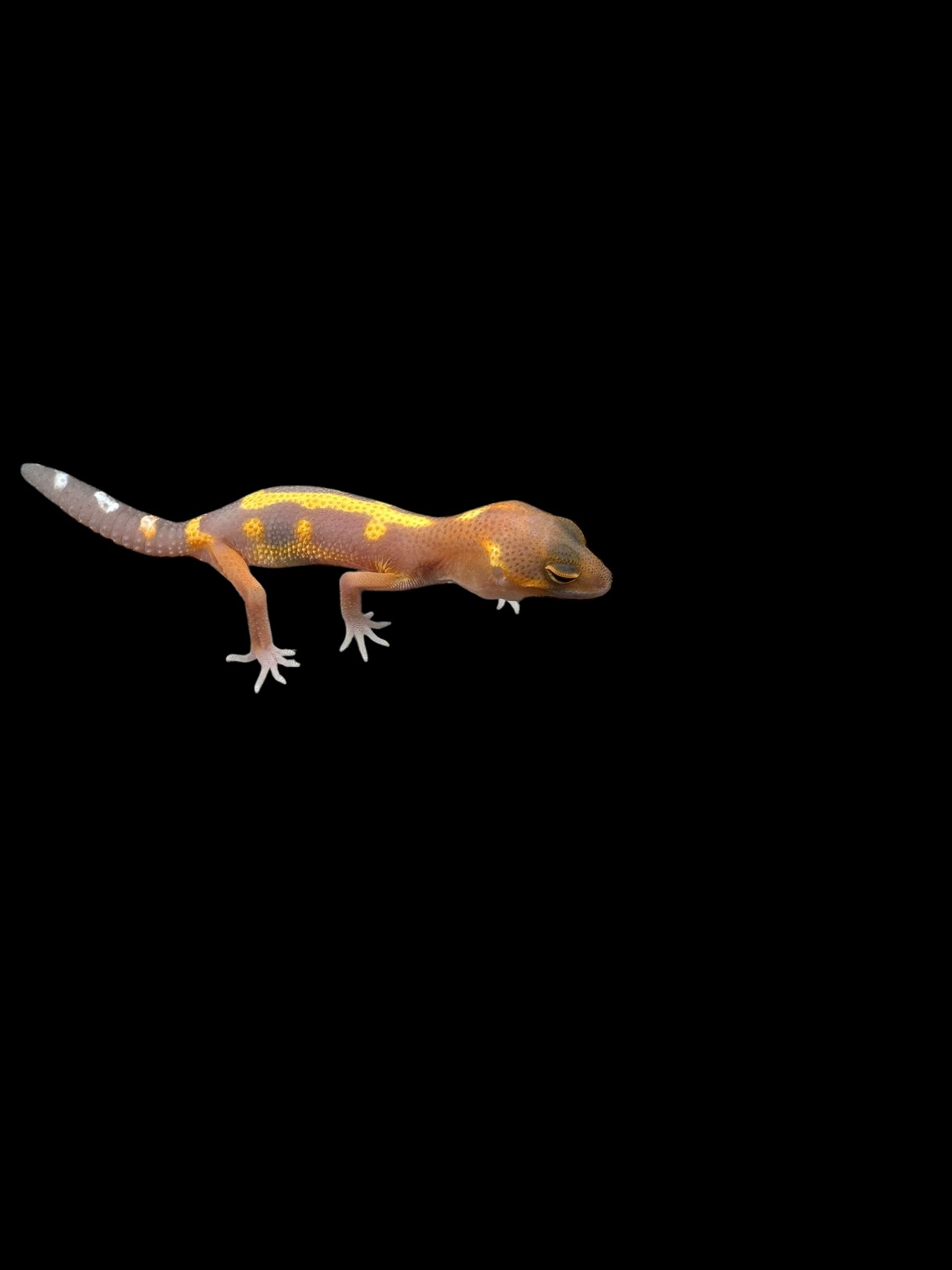 Gecko Léopard (Tremper Tangerine Jungle)