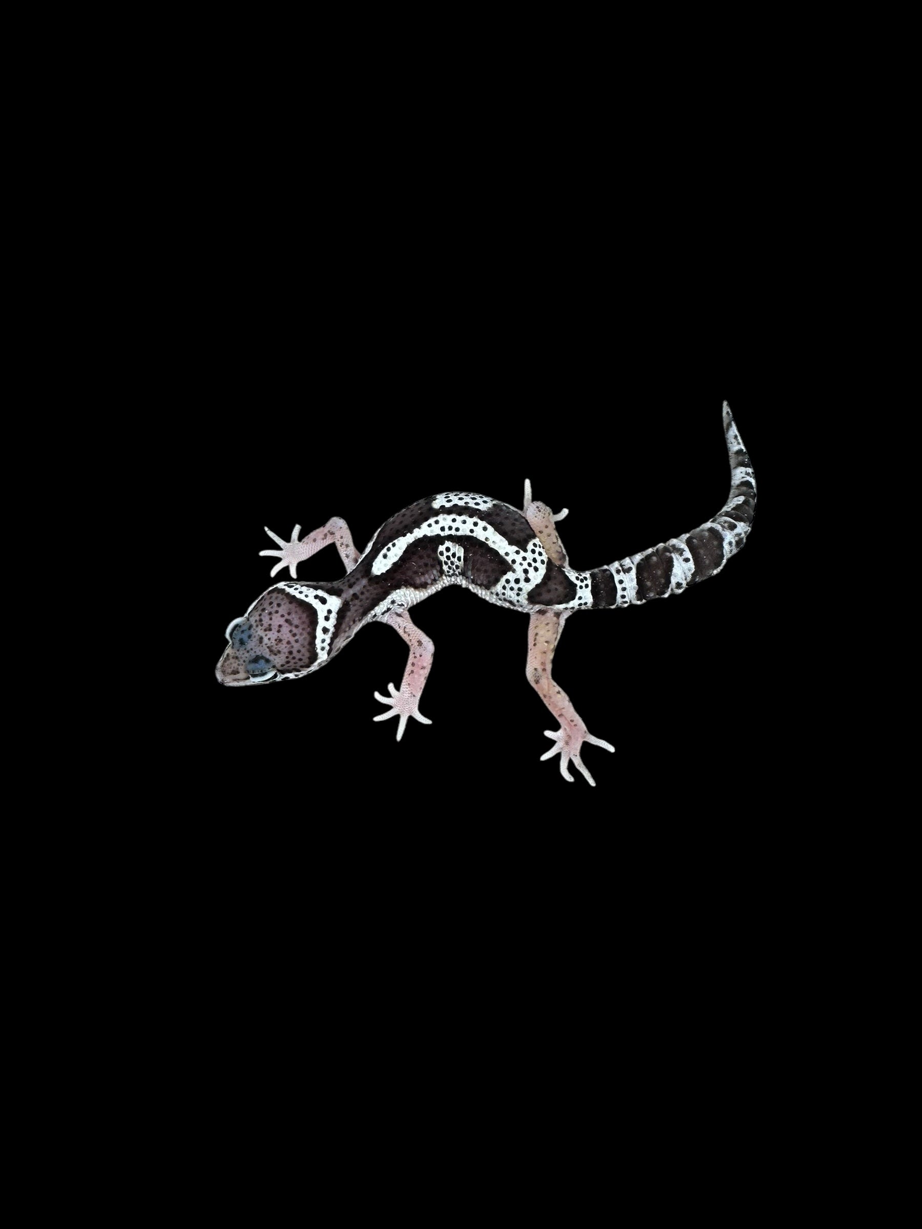 Gecko léopard (Mack Snow Jungle)