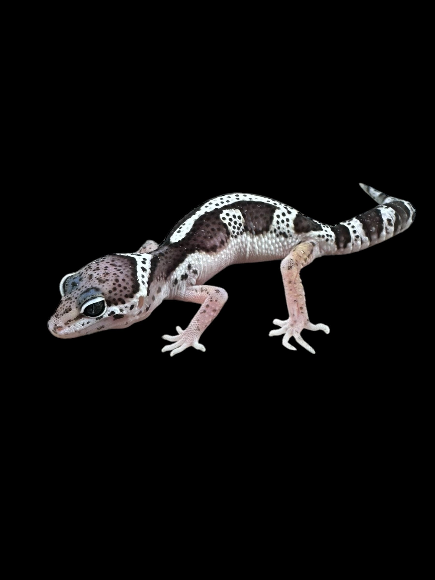 Gecko léopard (Mack Snow Jungle)