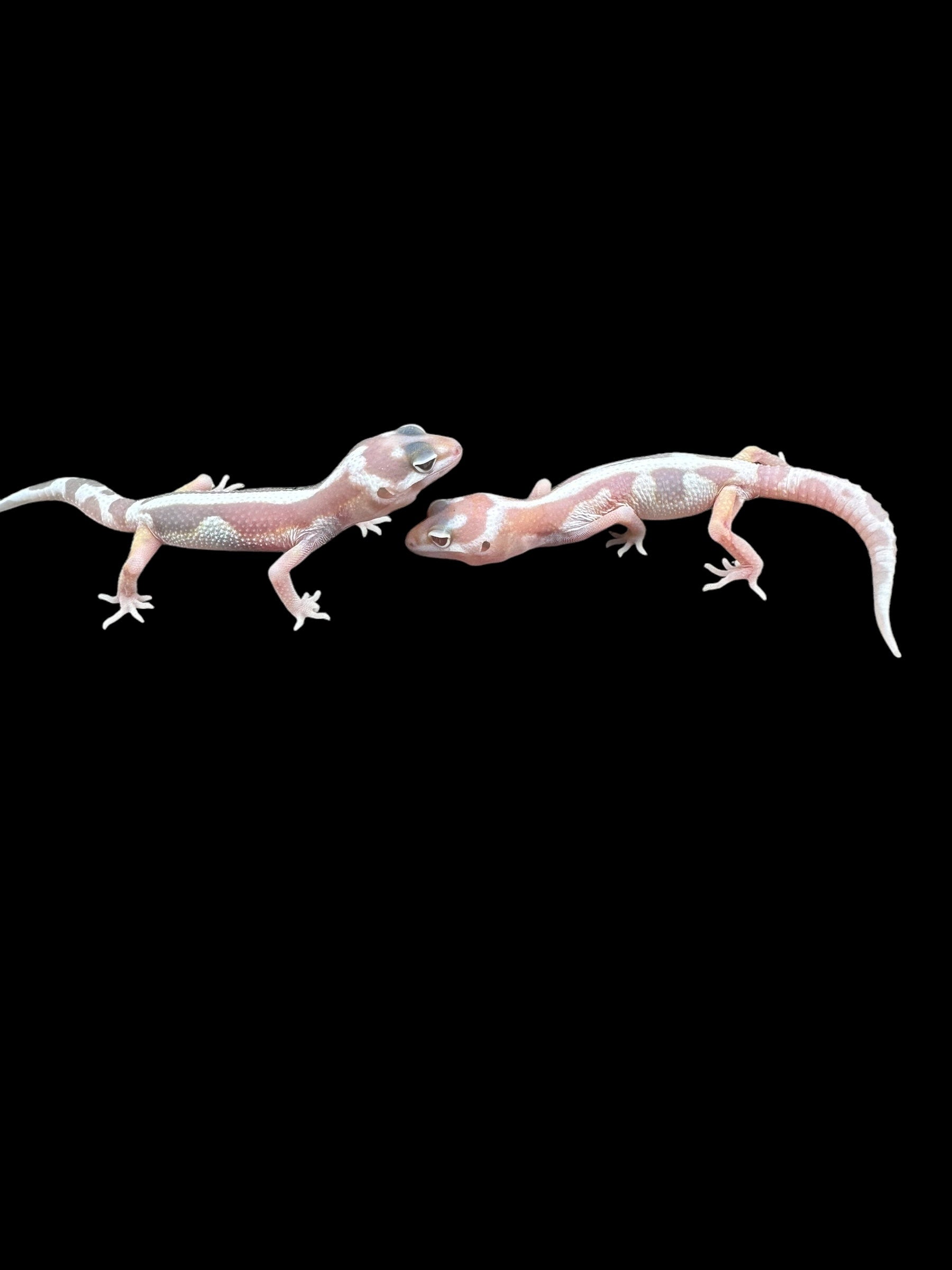 Gecko léopard (Tremper Bold Stripe Jungle WY Mack Snow)