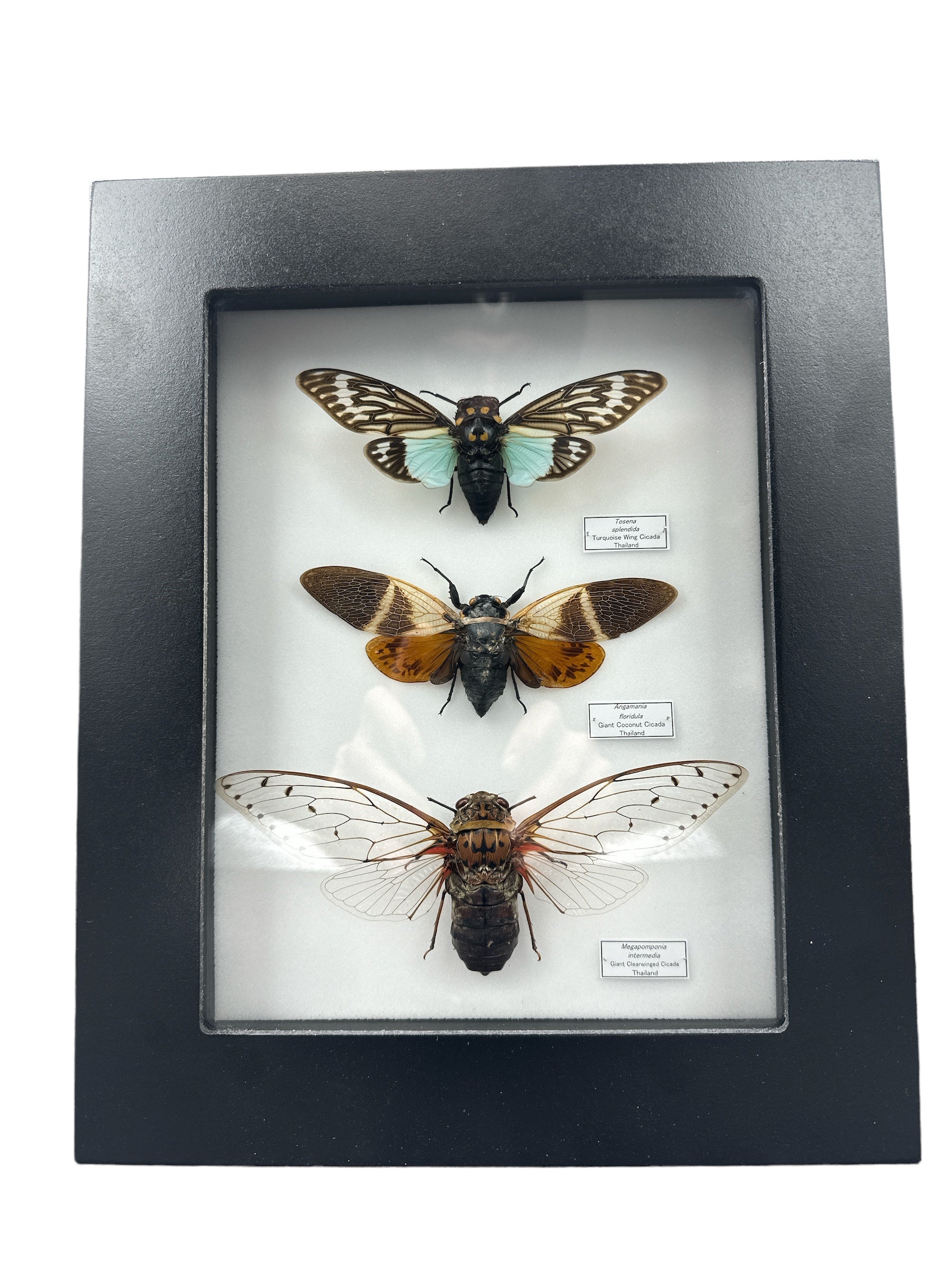 Cigales x3 (Tosena splendida + Angamania floridula + Pomponia intermedia) - Cadre 7x9"