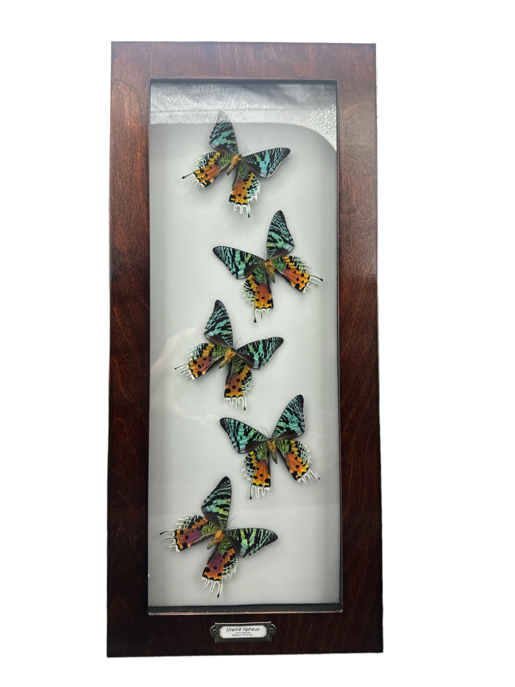 Papillon de nuit de Madagascar - Dessous femelle x 5 (Urania ripheus) - Cadre 6x19"