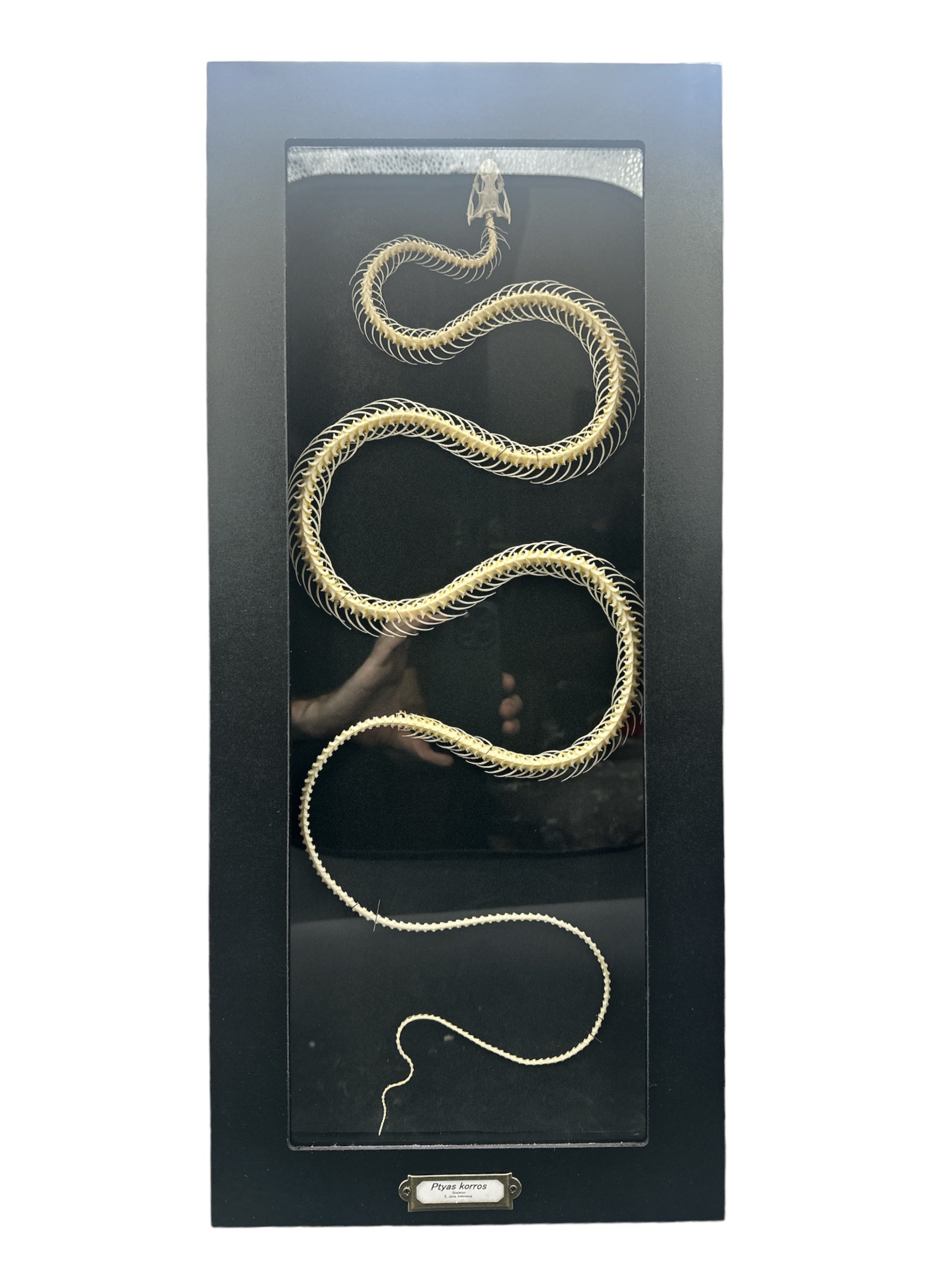 Squelette de serpent ratier indochinois (Ptyas korros) - Cadre 15 x 48 cm