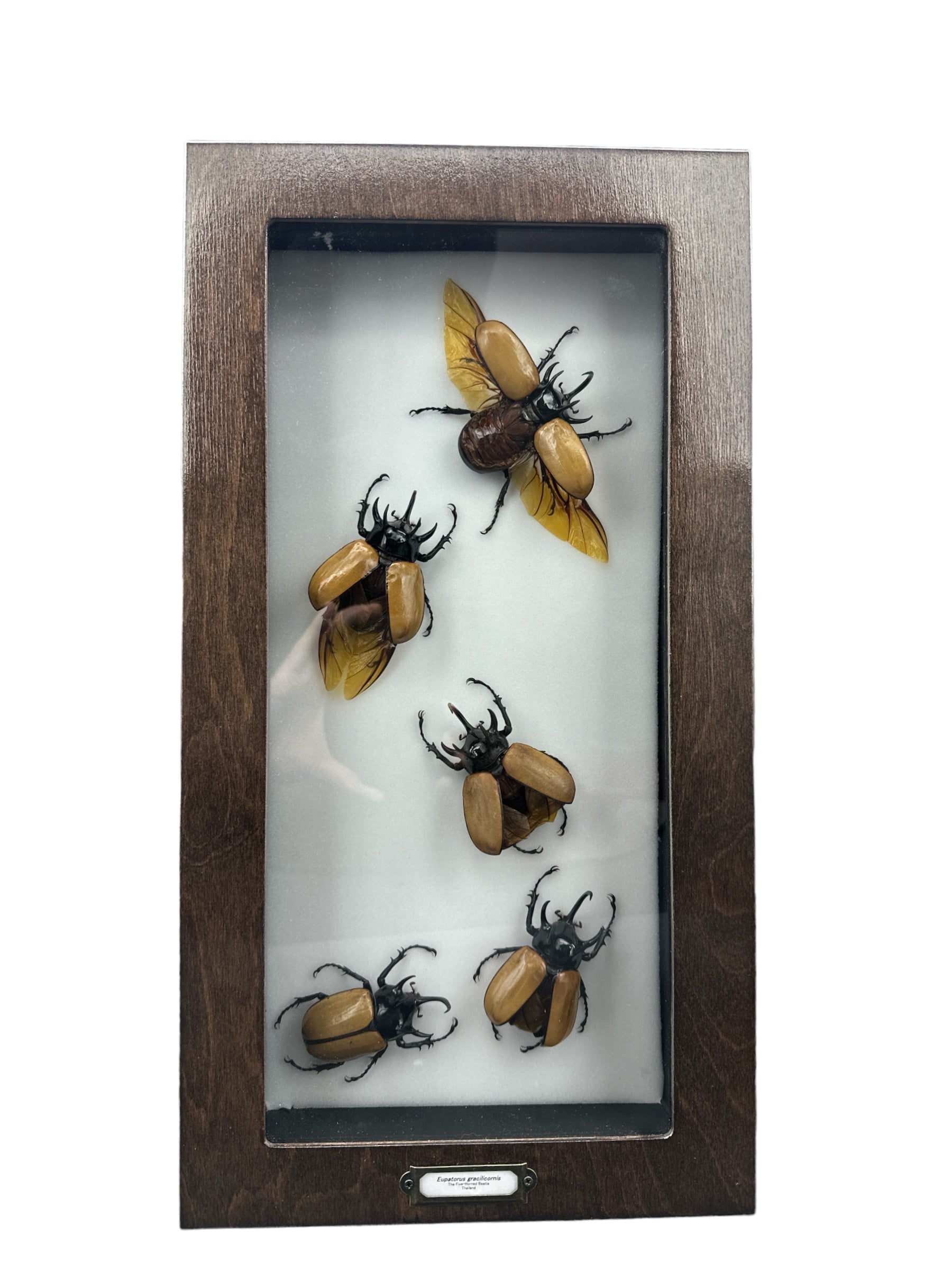 Scarabée rhinocéros à cinq cornes (Eupatorus gracilicornis) - Cadre 6x19"