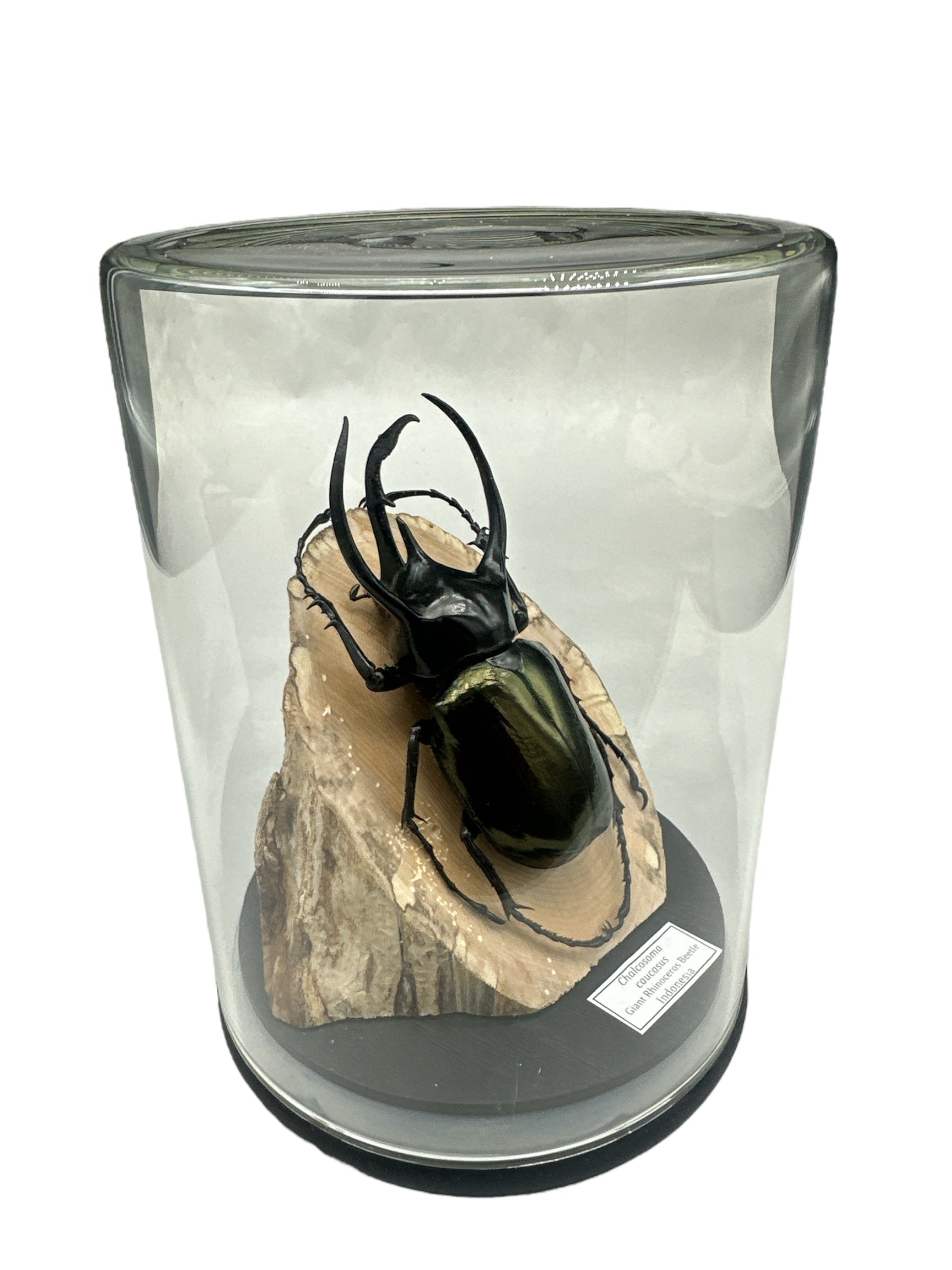 Scarabée rhinocéros géant (Chalcosoma caucasus) - Dôme en verre - Grand