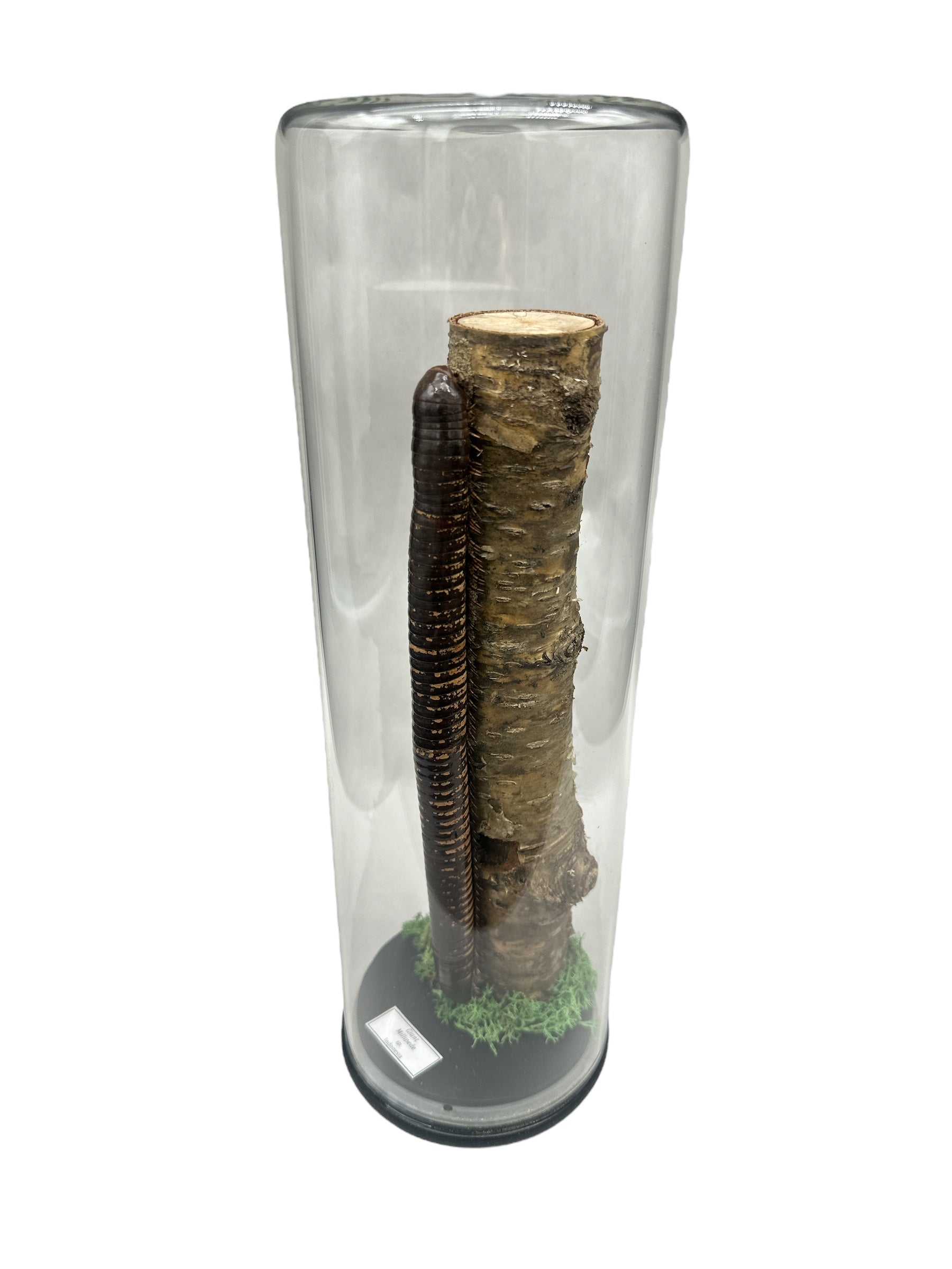 Mille-pattes géant (Millipede sp.) - Dôme en verre - Très grand