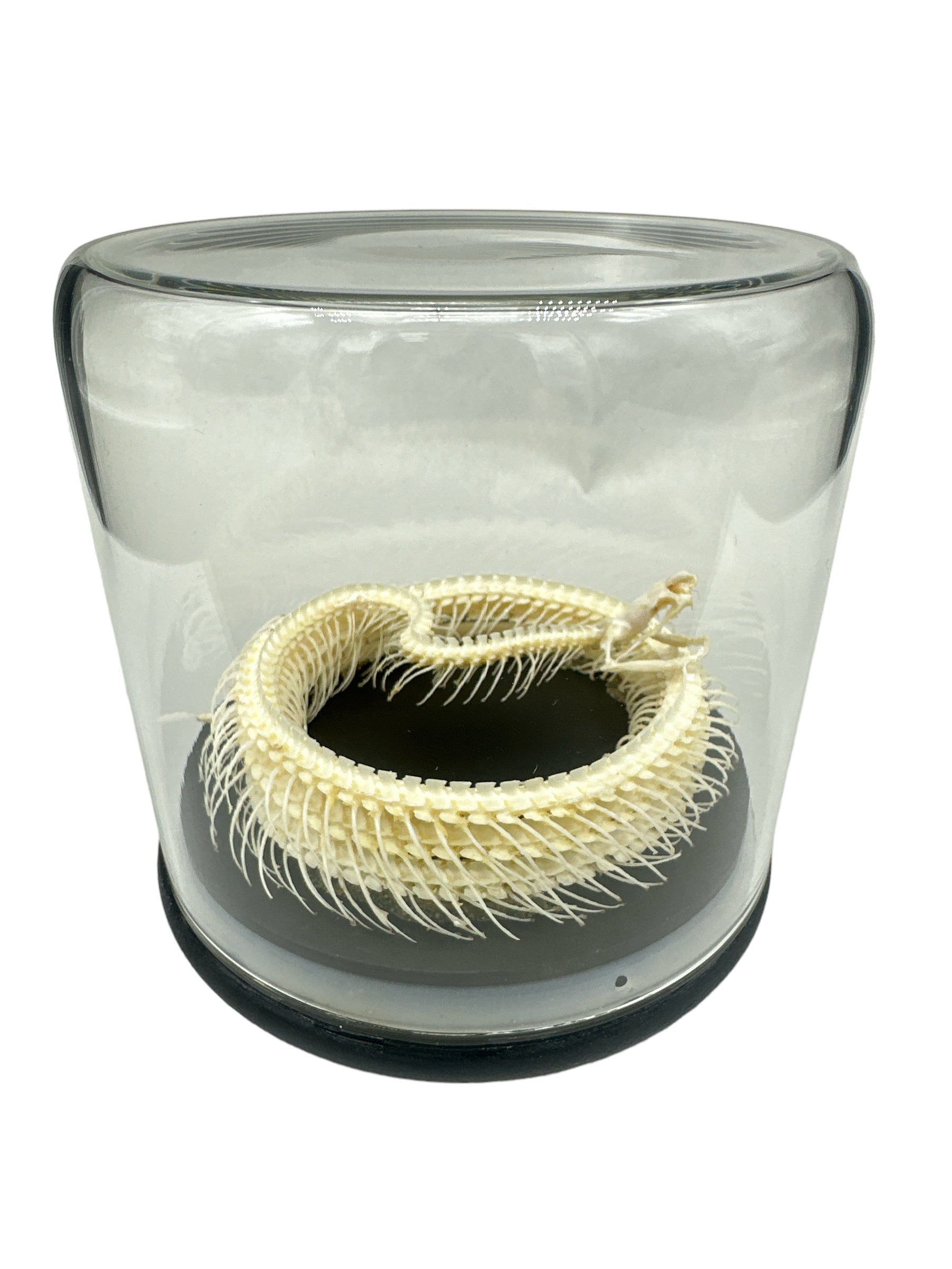 Malayan Krait - Skeleton Coiled (Bungarus candidus) - Glass Dome - Large