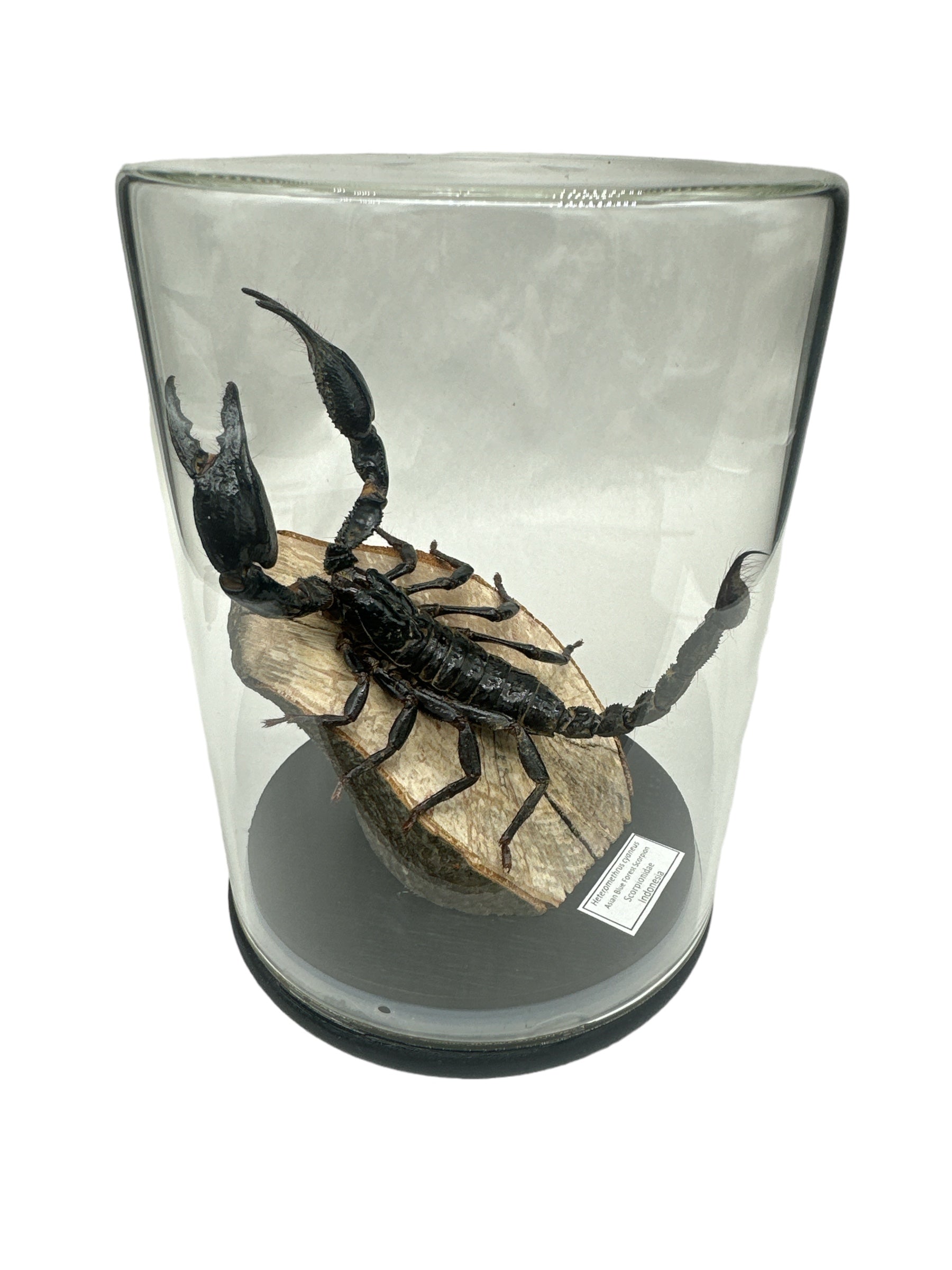 Scorpion bleu des forêts d'Asie - Grand (Heterometrus cyaneus) - Dôme en verre - Grand