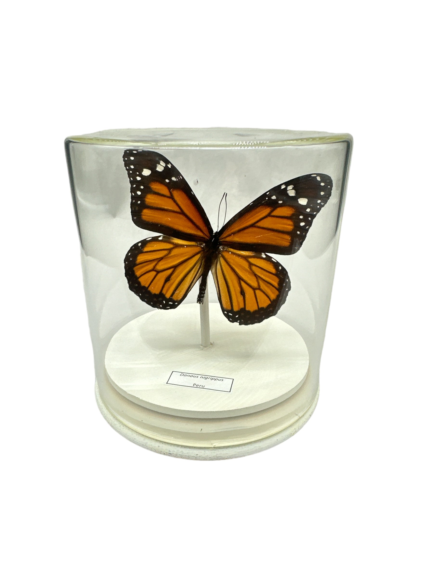 Papillon monarque (Danaus nigrippus) - Dôme en verre - Moyen