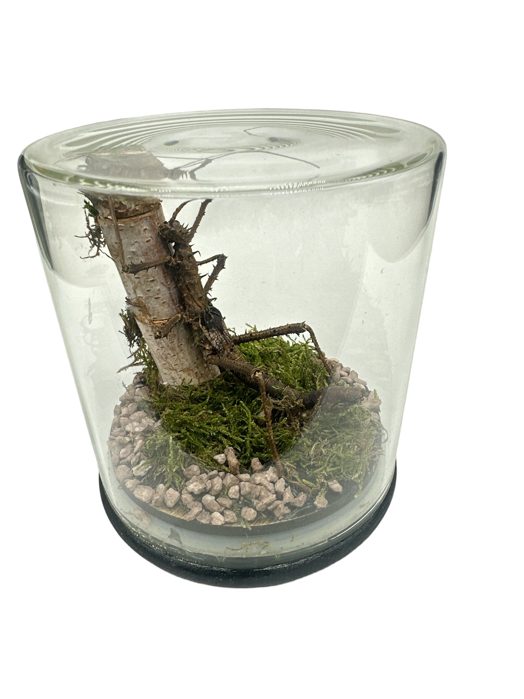 Phasme nymphe des bois (Haaniella grayi) - Dôme en verre - Moyen