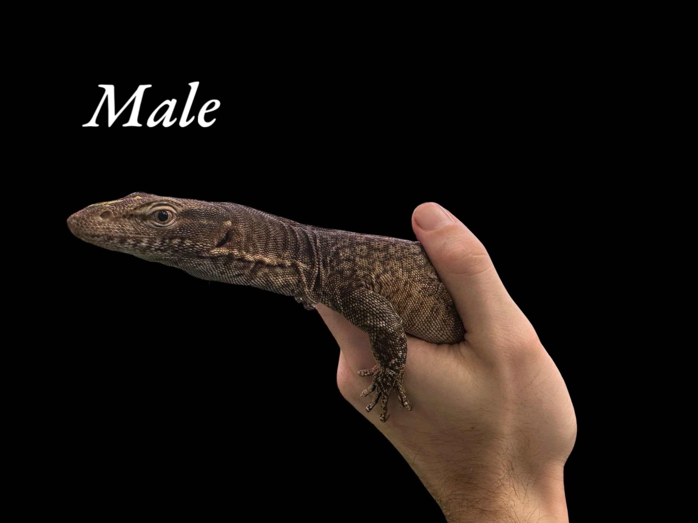 Couple de varans à tête noire (Varanus tristis)