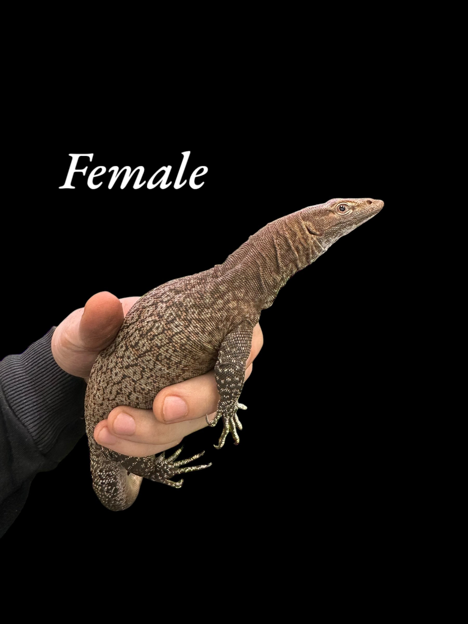 Couple de varans à tête noire (Varanus tristis)