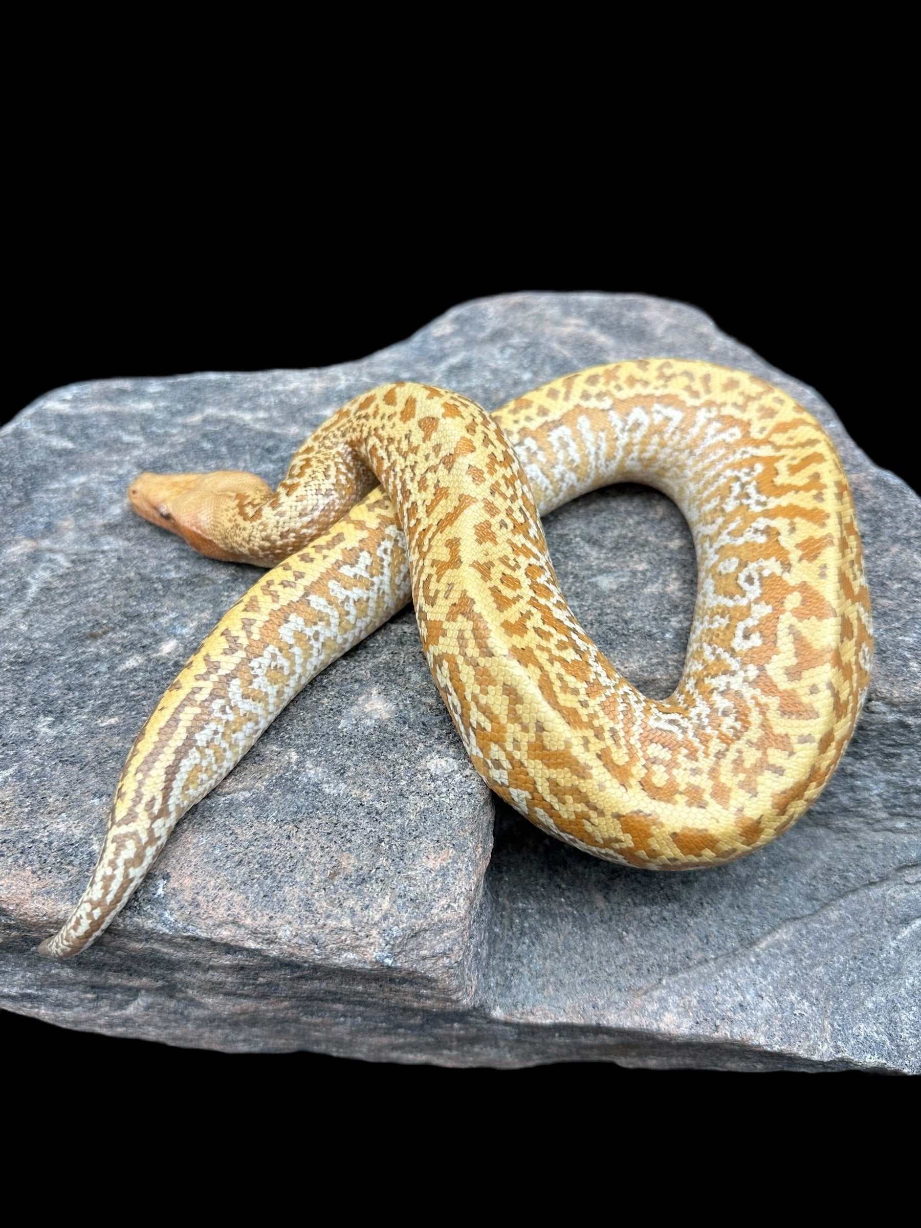Blood Python (T+ Albino Batrix)