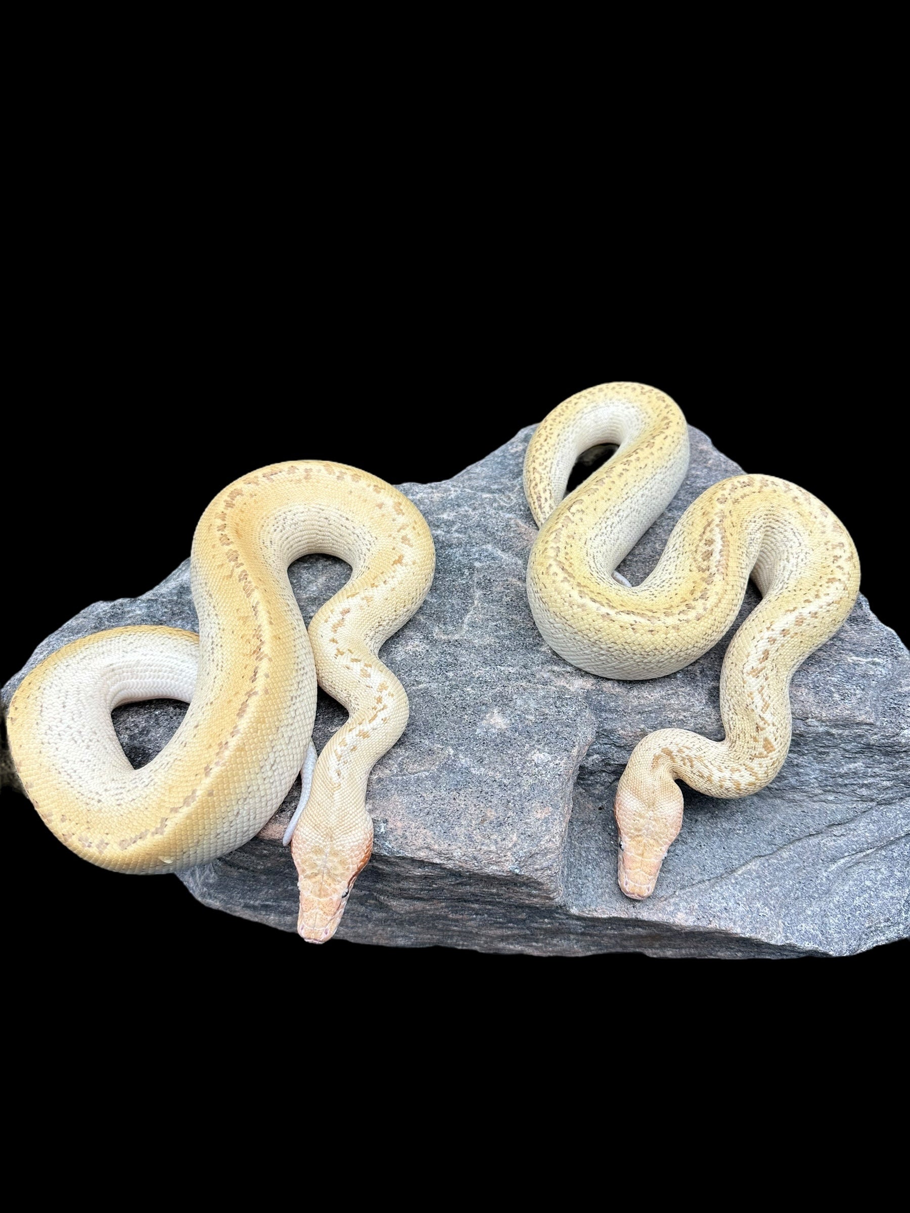 Python sanguin (Électrostatique - T+ Albino Ivory Batik)