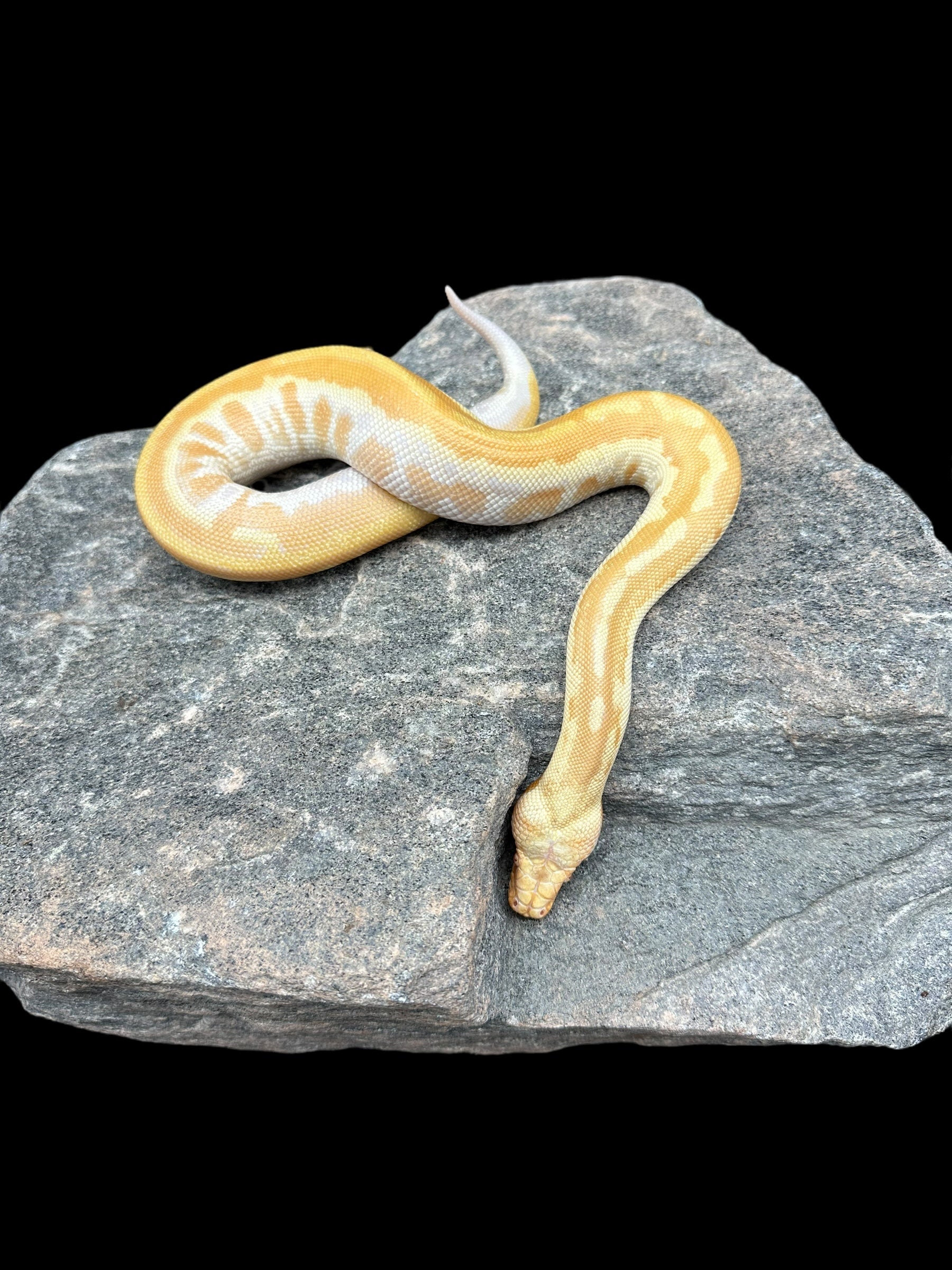 Blood Python (T- Albino Matrix)