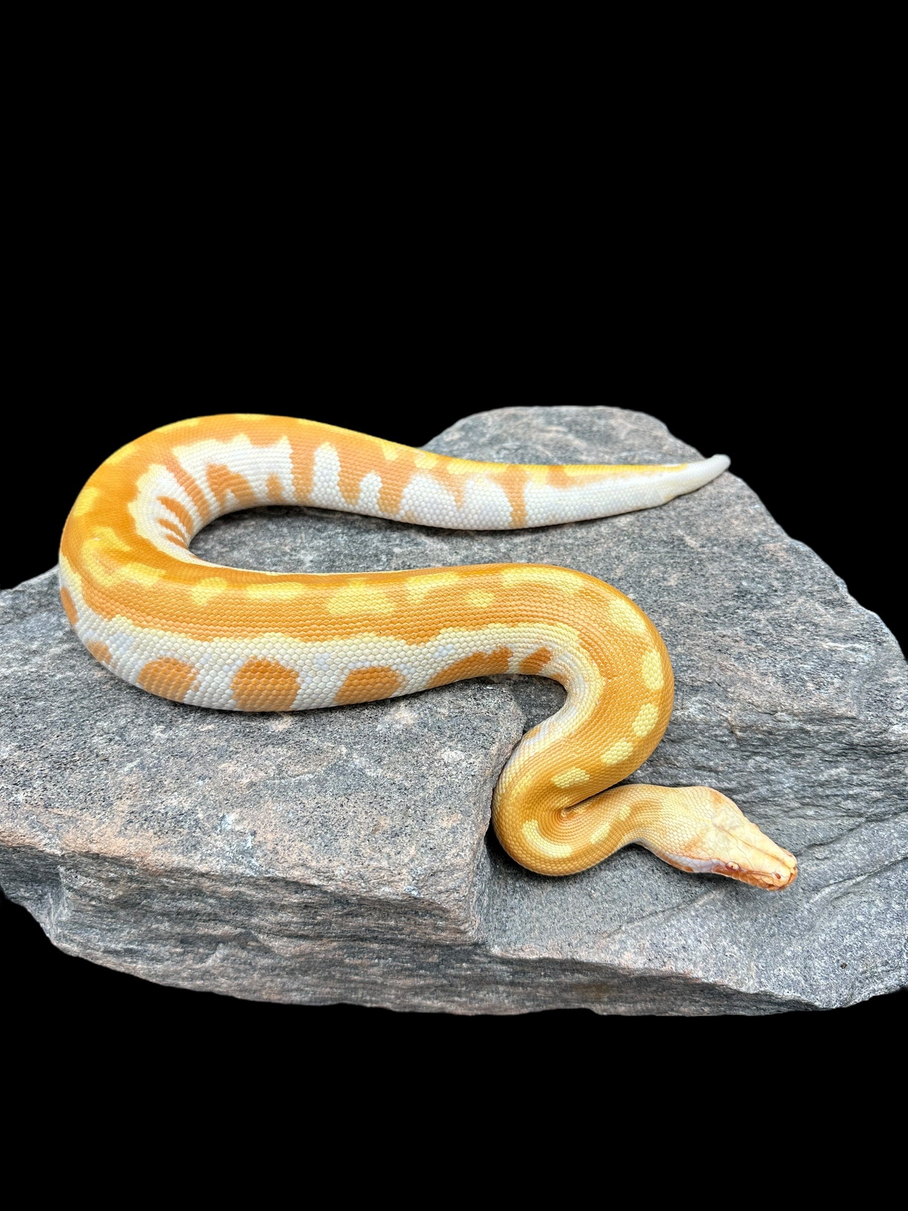 Blood Python (T- Albino Matrix)