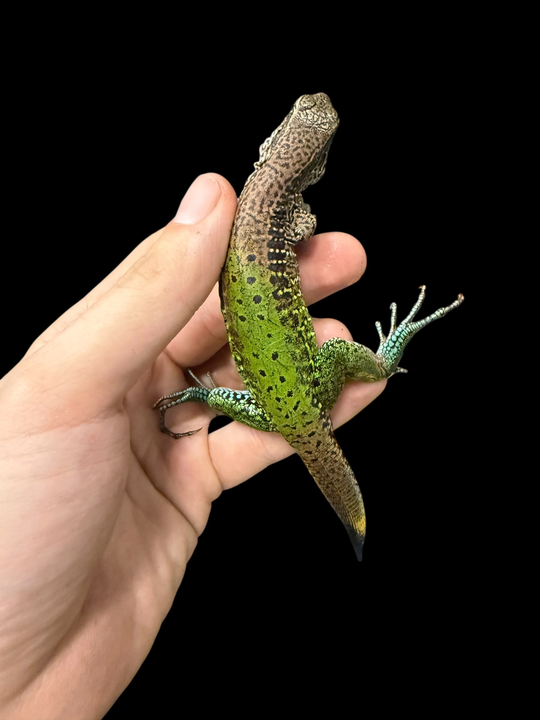 Green Ameiva (Ameiva ameiva)