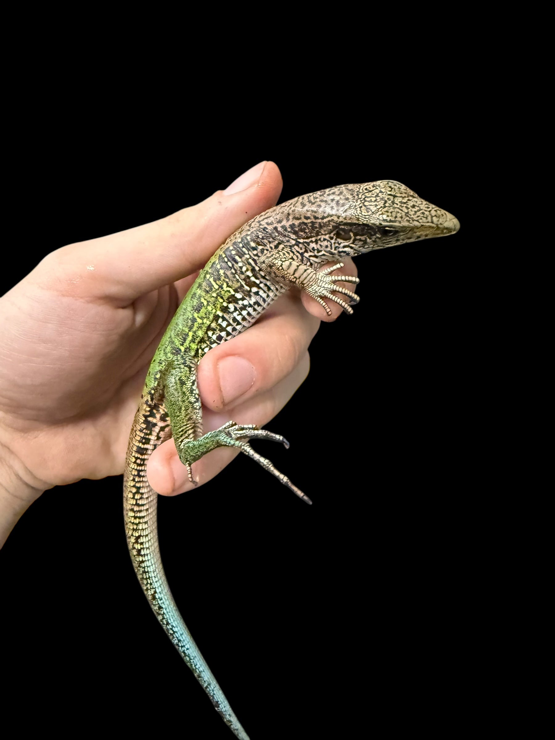 Green Ameiva (Ameiva ameiva)