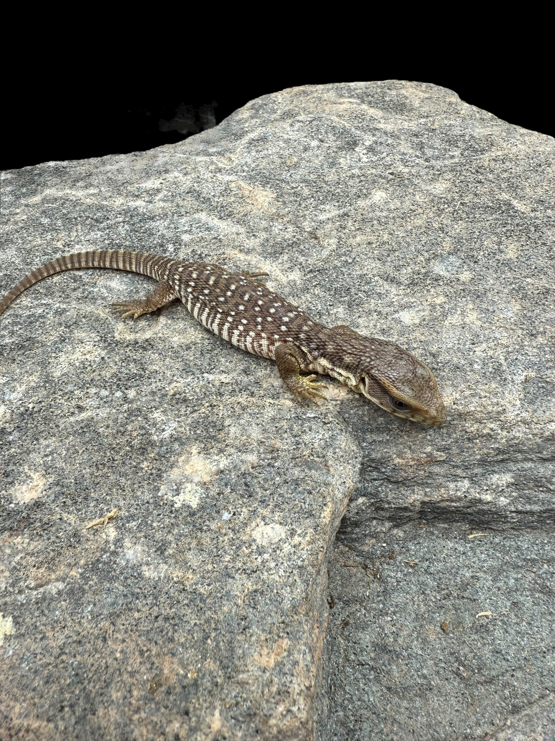 Varan des savanes (Varanus exanthematicus)