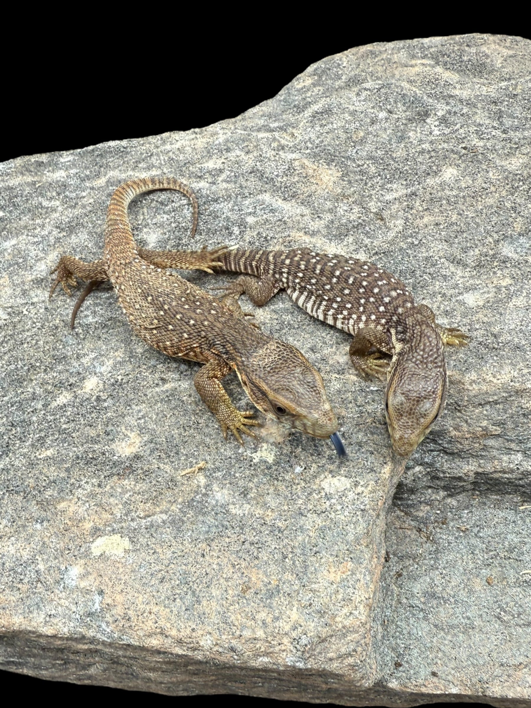 Varan des savanes (Varanus exanthematicus)