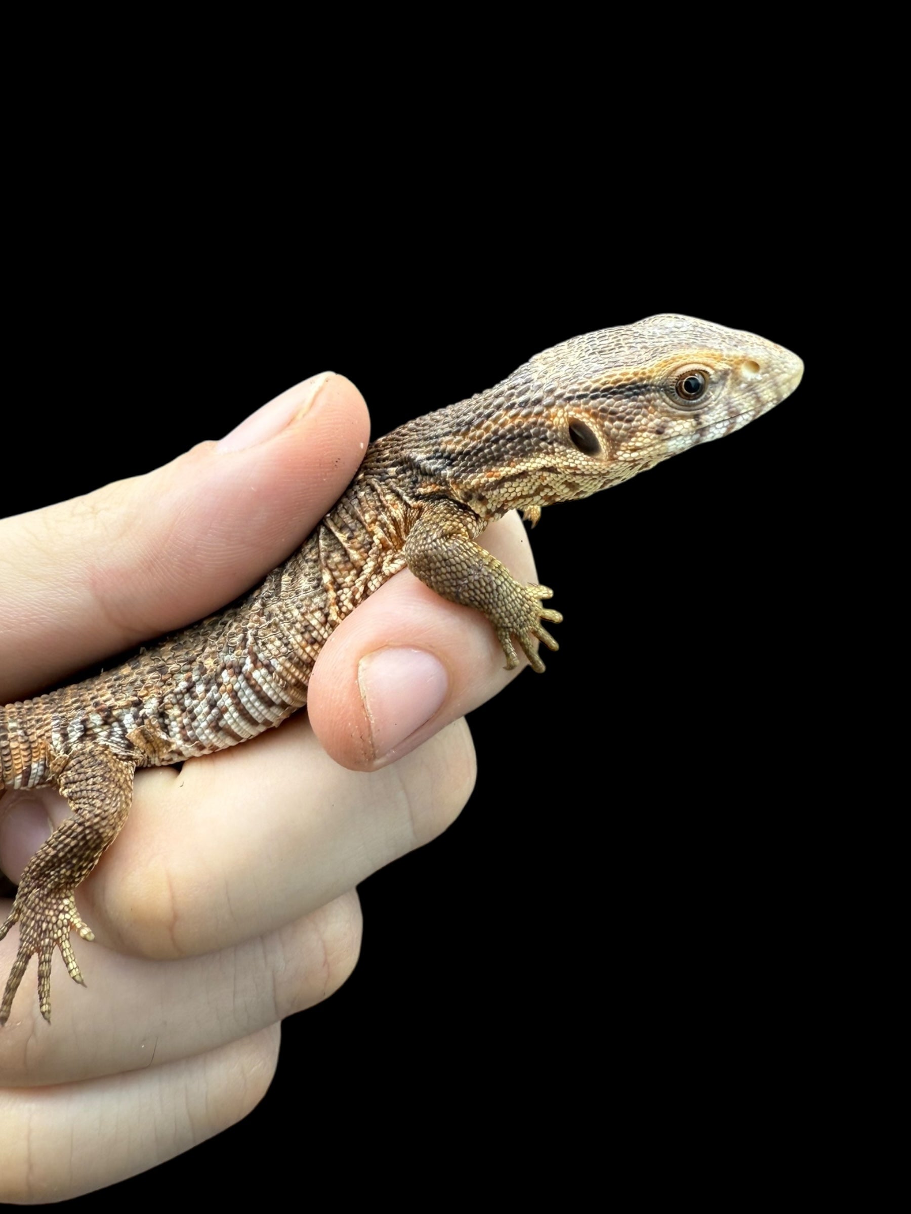 Varan des savanes (Varanus exanthematicus)