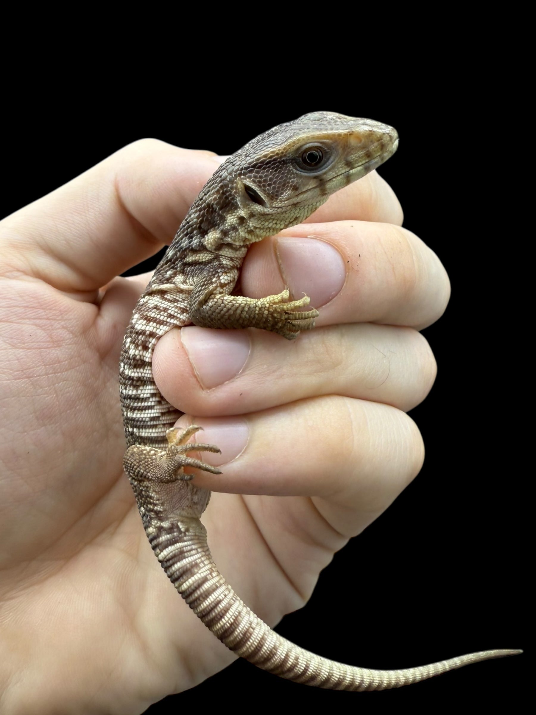 Varan des savanes (Varanus exanthematicus)