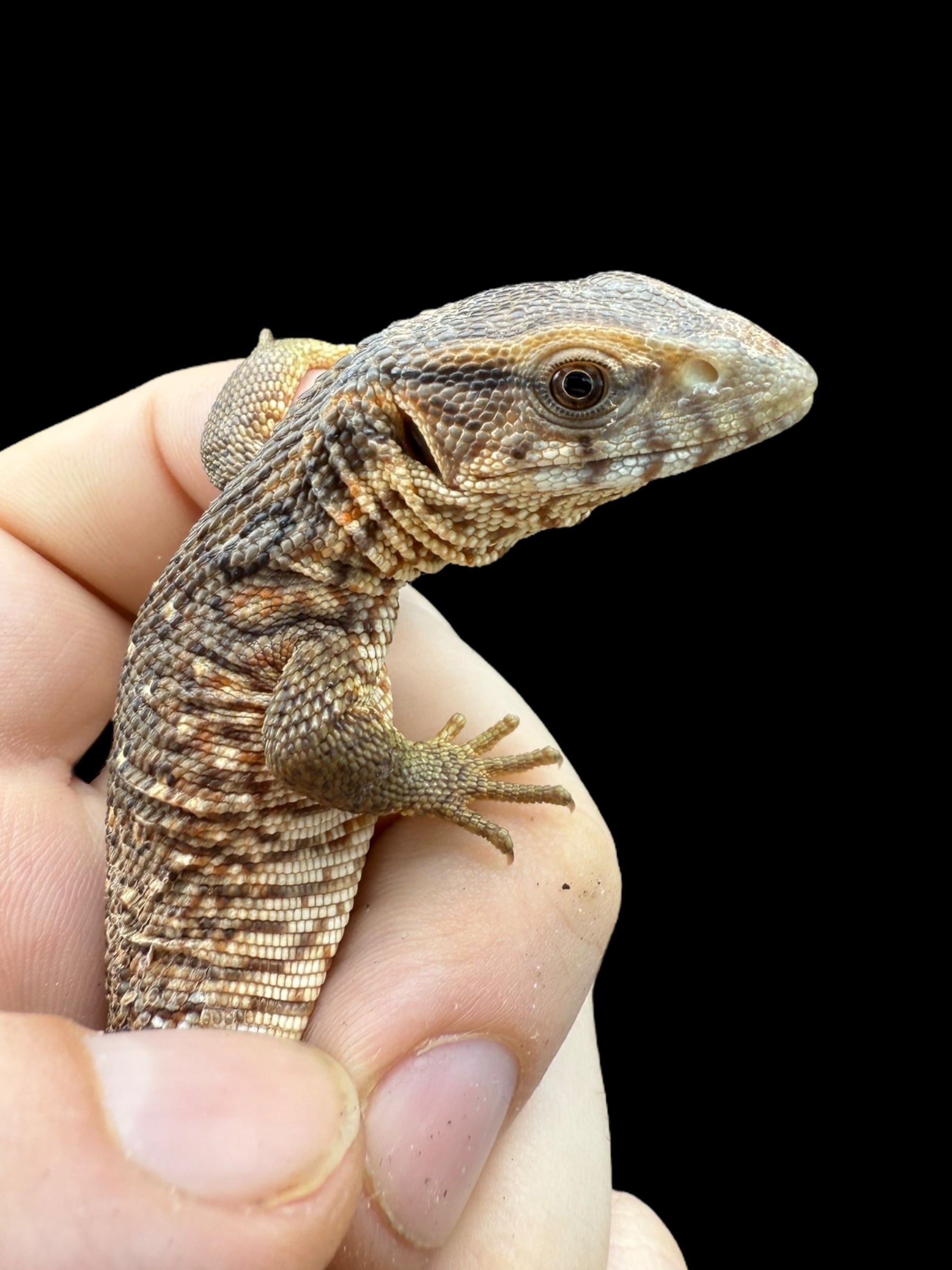Varan des savanes (Varanus exanthematicus)