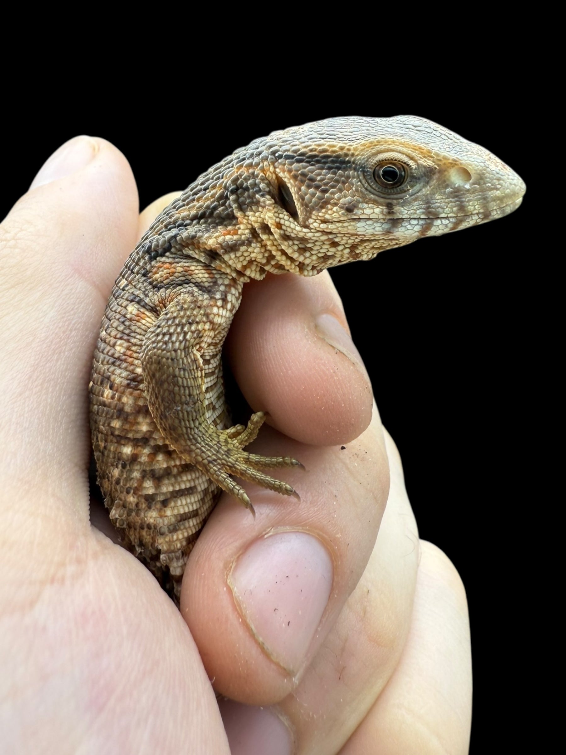 Savannah Monitor (Varanus exanthematicus)