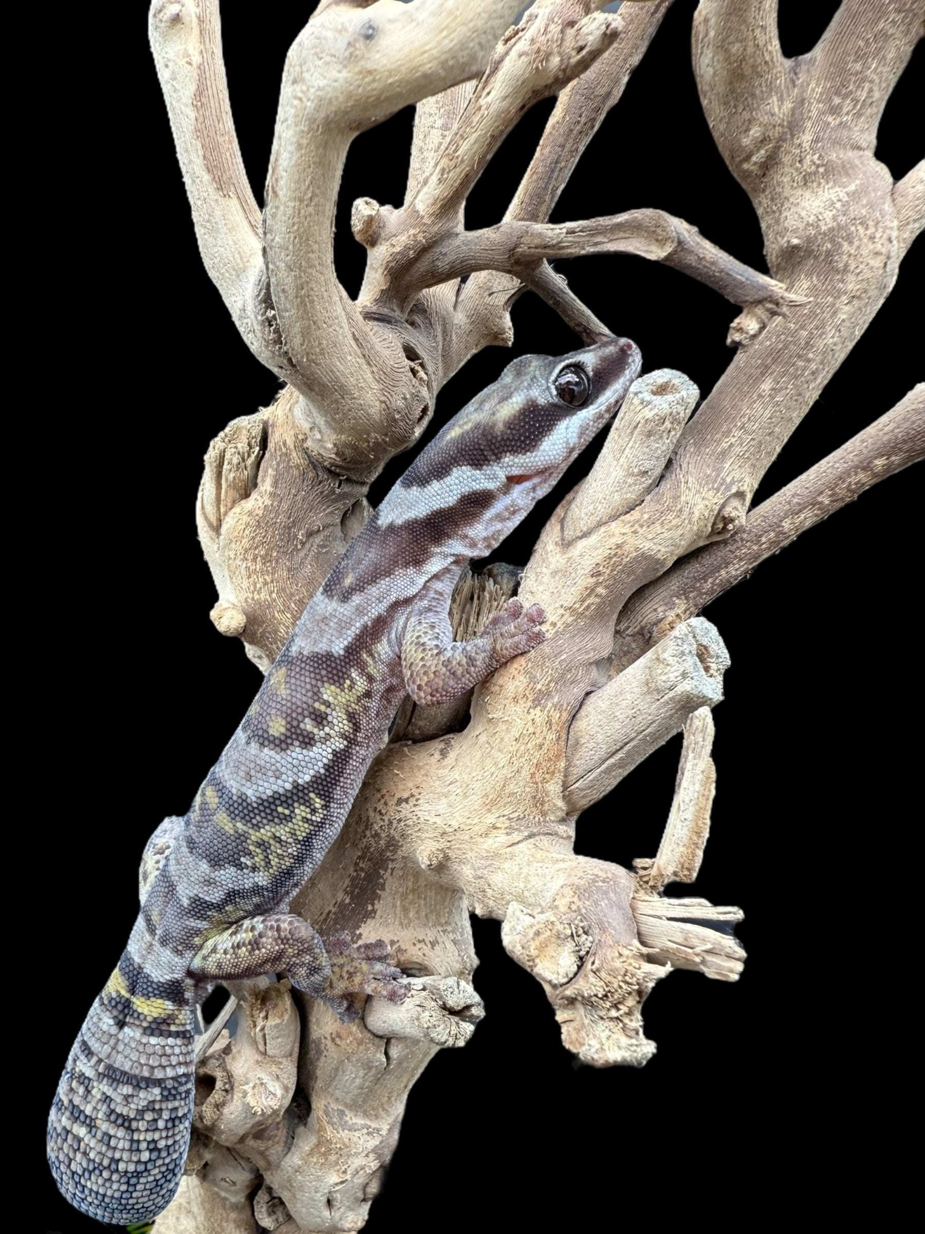 Northern Velvet Gecko (Oedura castelnaui)