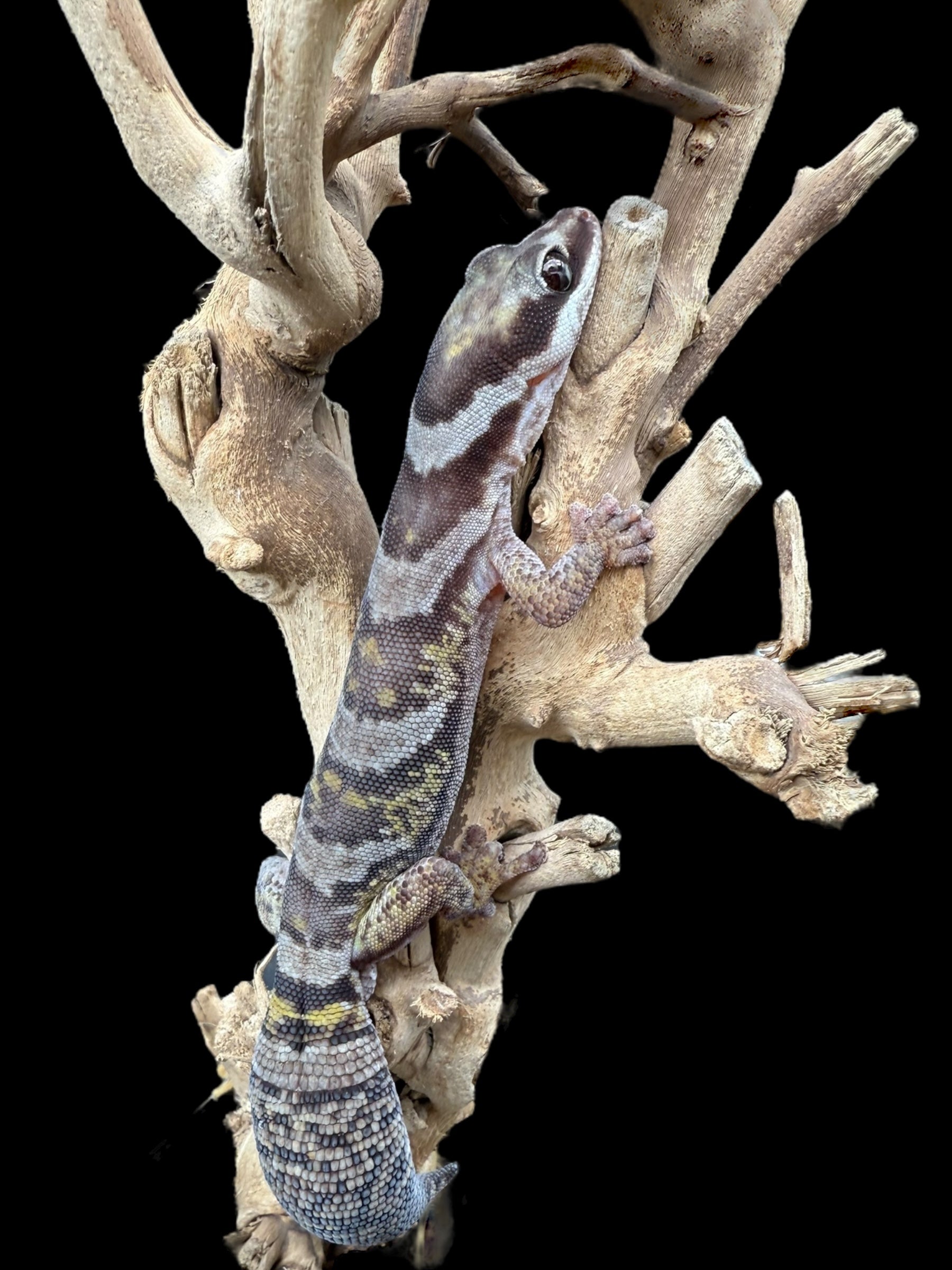 Northern Velvet Gecko (Oedura castelnaui)