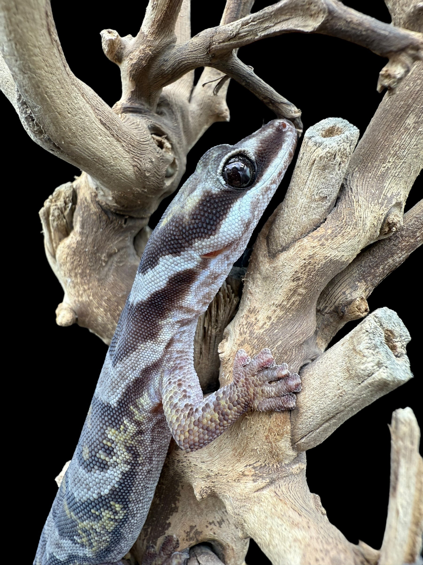 Northern Velvet Gecko (Oedura castelnaui)