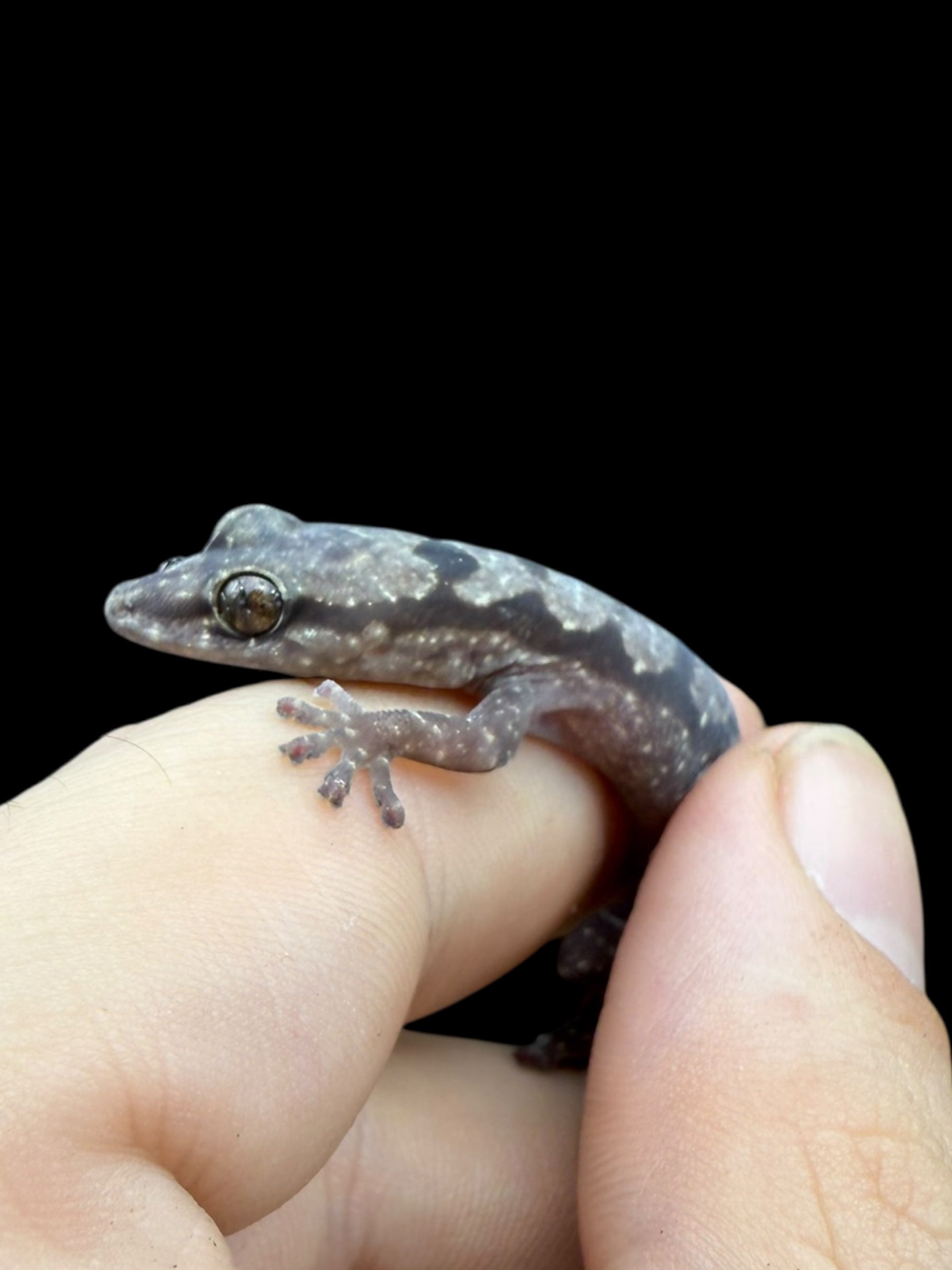 Robust Velvet Gecko (Oedura robusta)