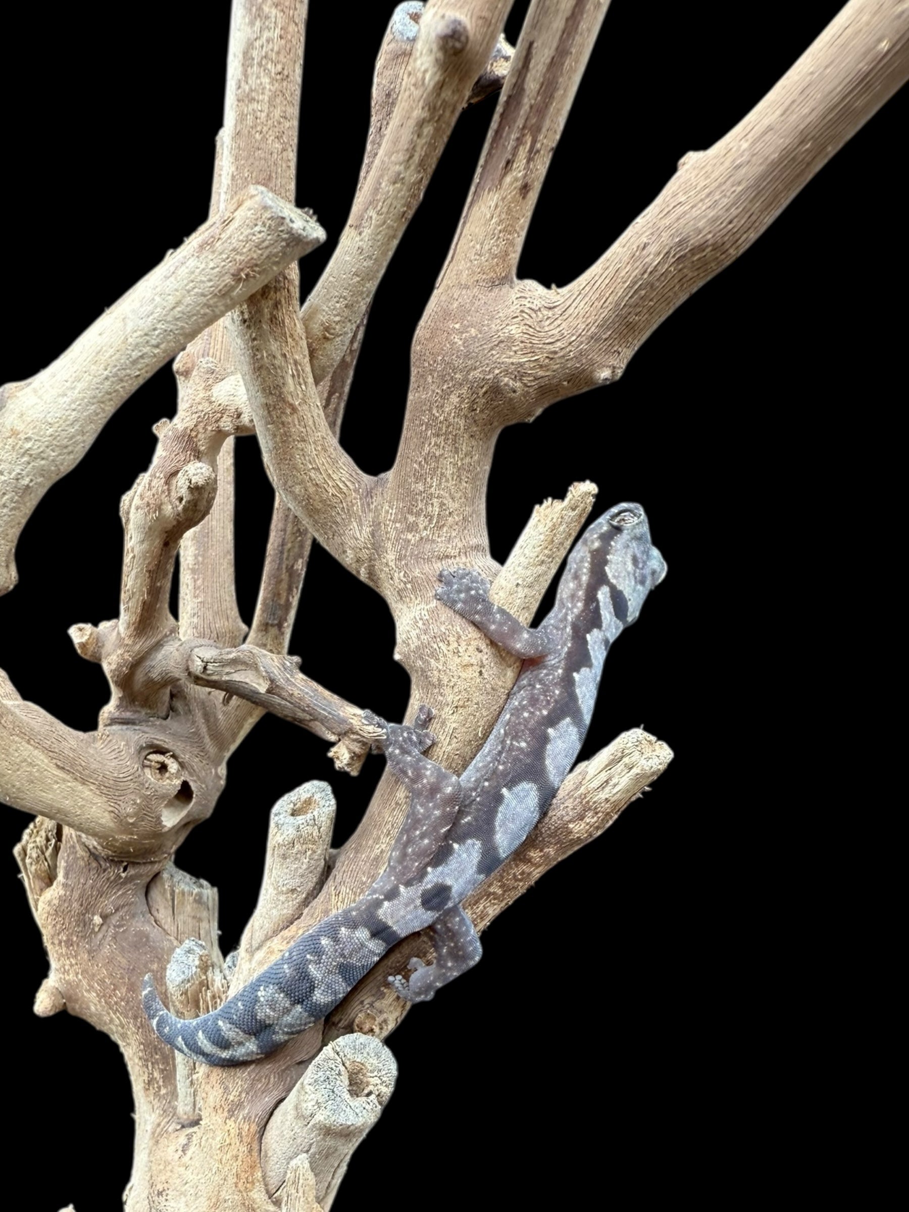 Robust Velvet Gecko (Oedura robusta)