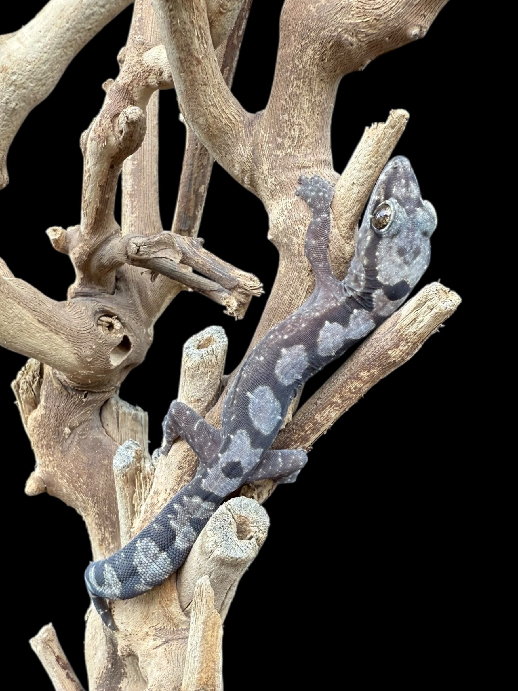 Robust Velvet Gecko (Oedura robusta)